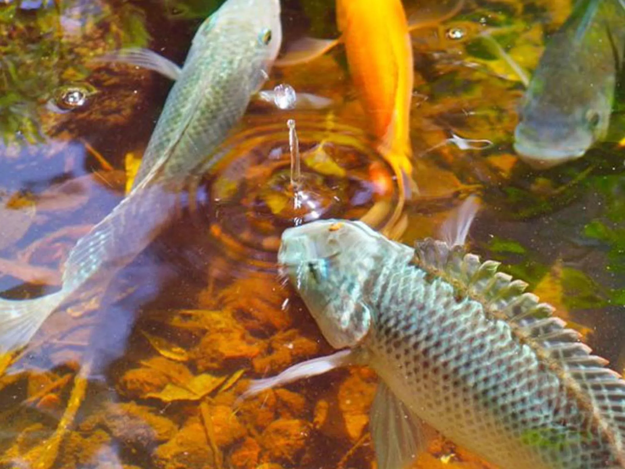 Animals in Hotel boutique Teocalli