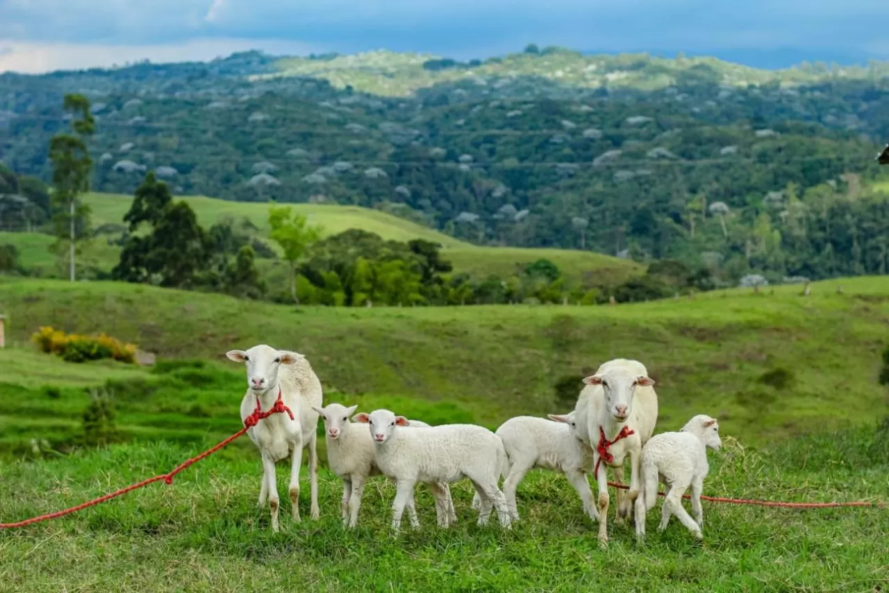 Animals, Other Animals in Ecohotel Monte Tierra Habitaciones y Glamping