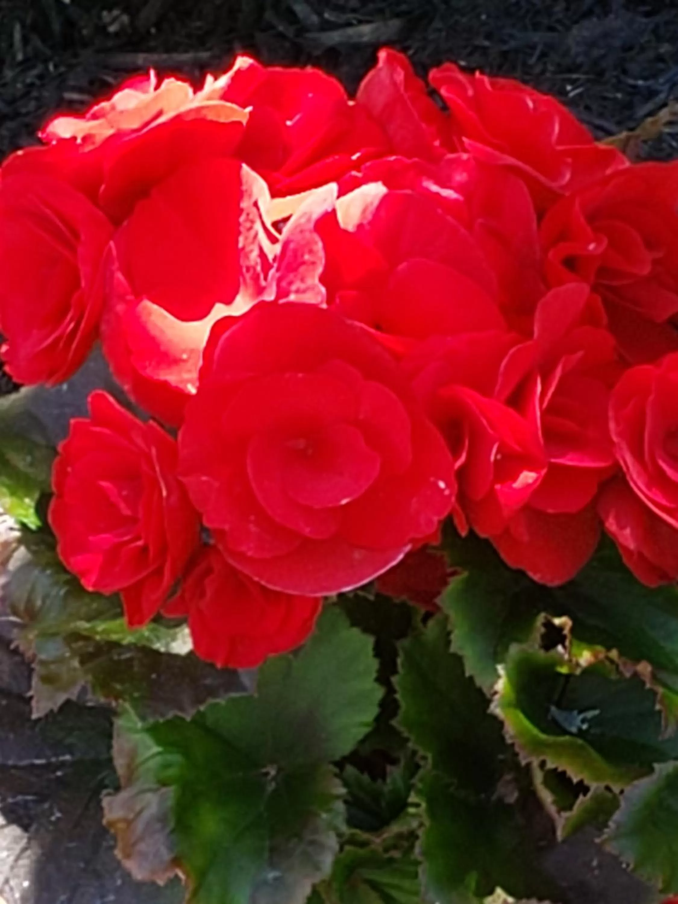 Serendib Bed and Breakfast