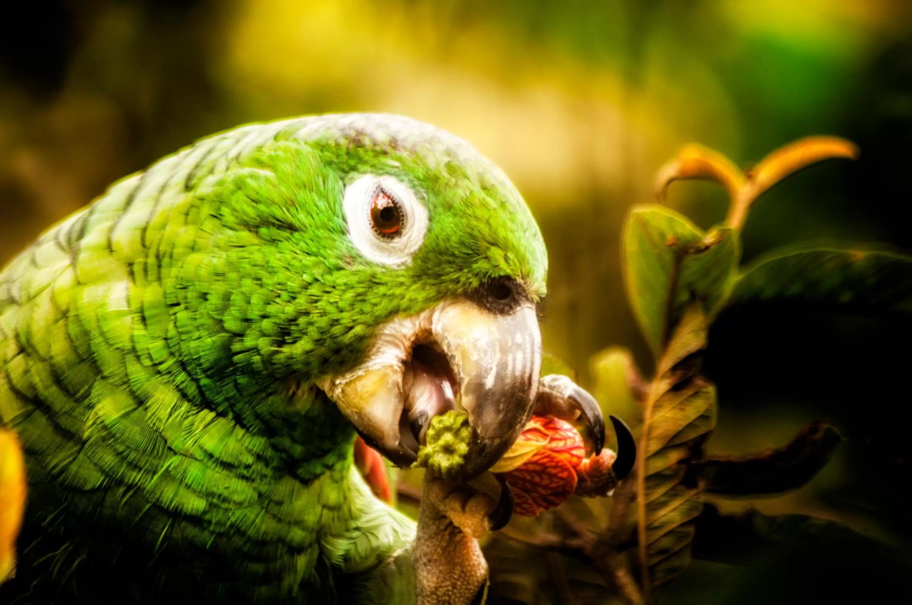 Garden, Pets in Spa Hosteria Miramelindo