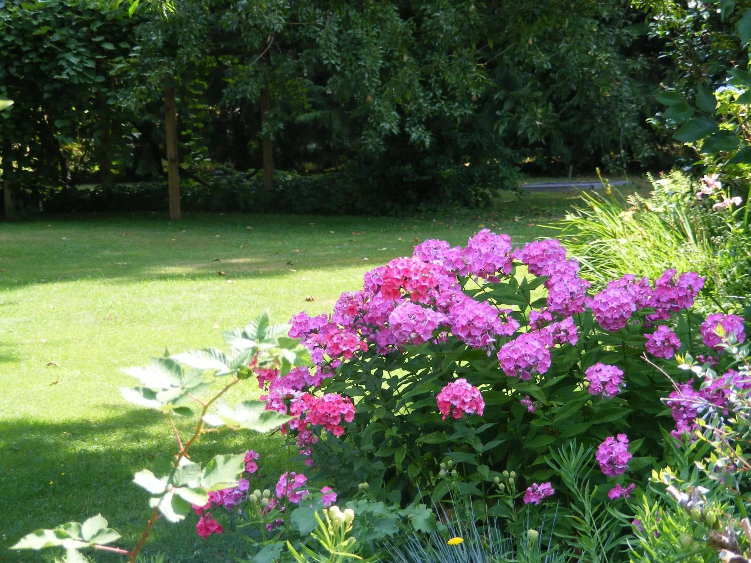 Garden in Hummingbird Guesthouse