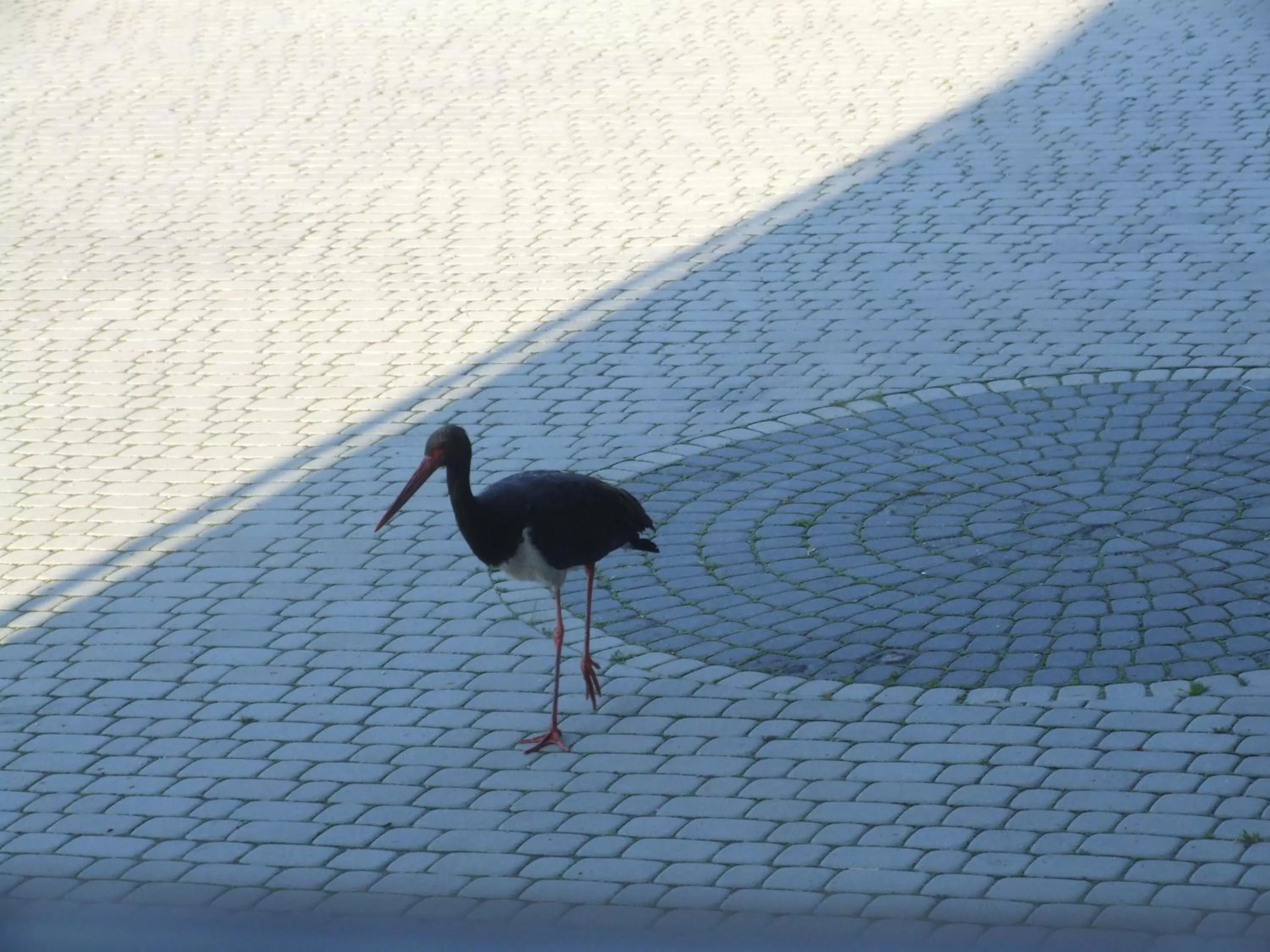 Animals in Wynajem Pokoi ,,Góry Tatry Wypoczynek "Paweł Kuczyński