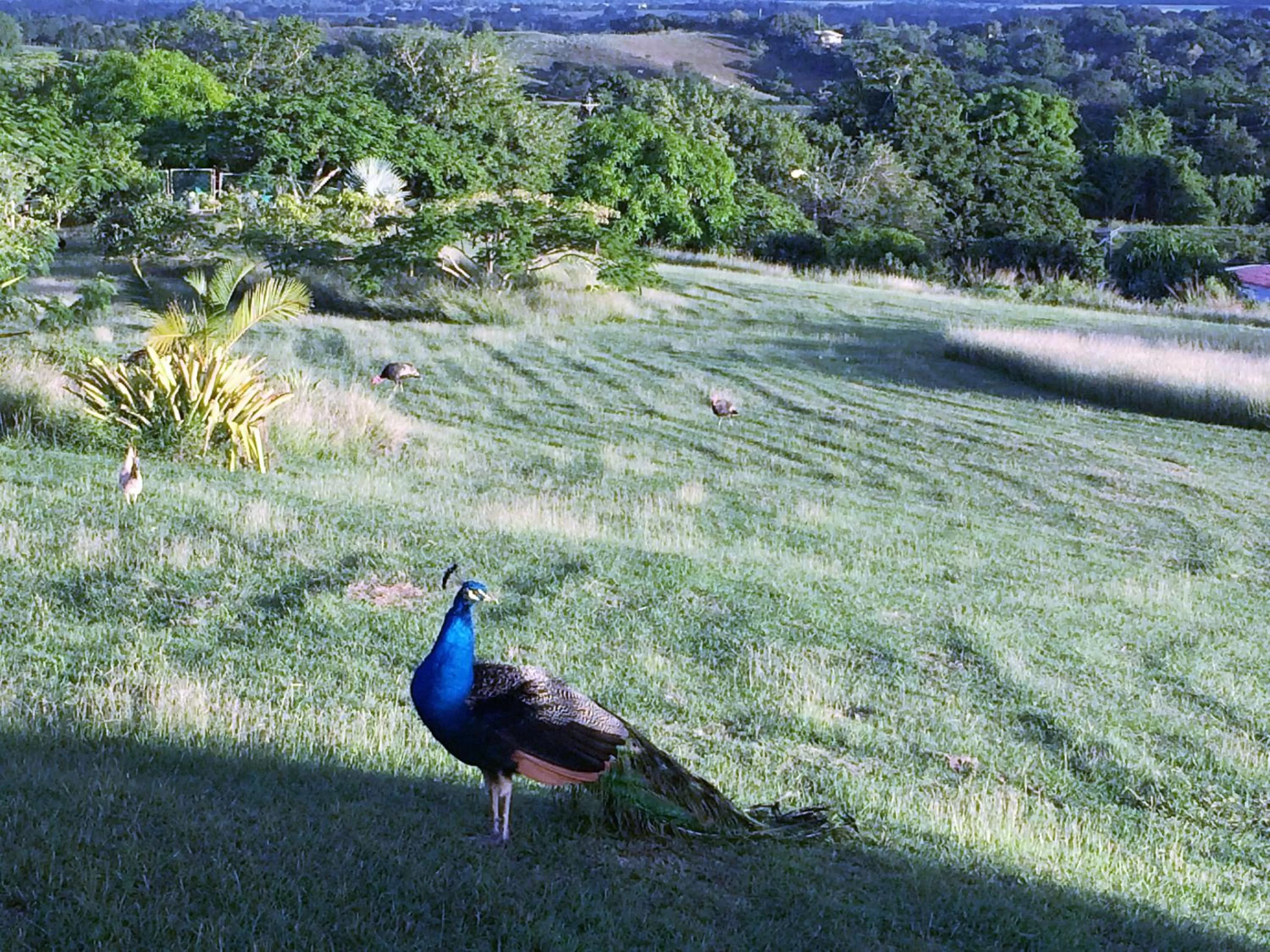 Other Animals in 4 Casitas