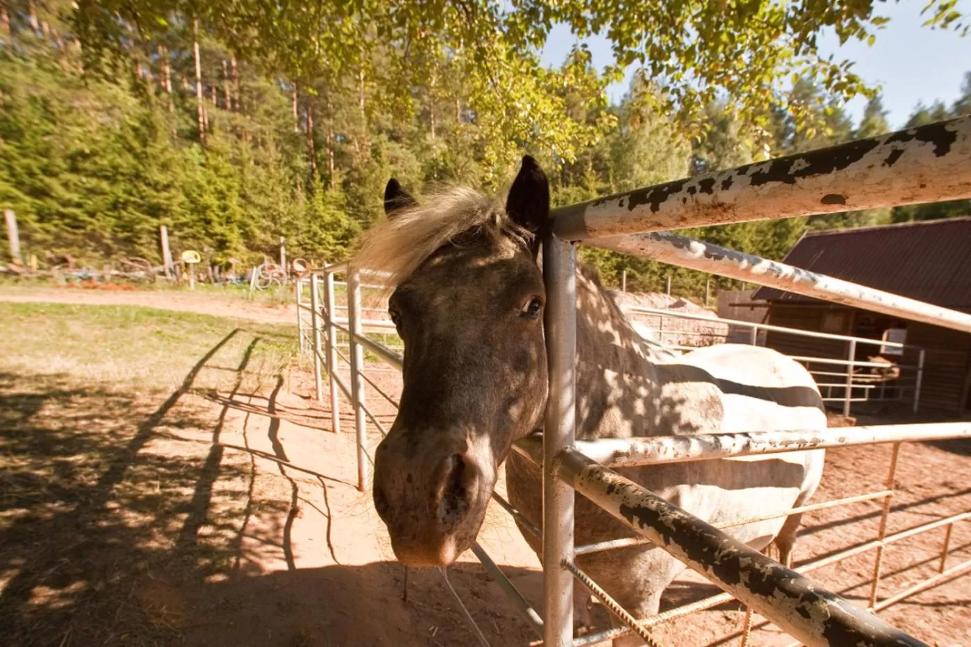 Animals, Pets in Ziołowa Dolina
