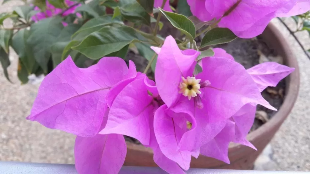 Tropical Resort Tocaima