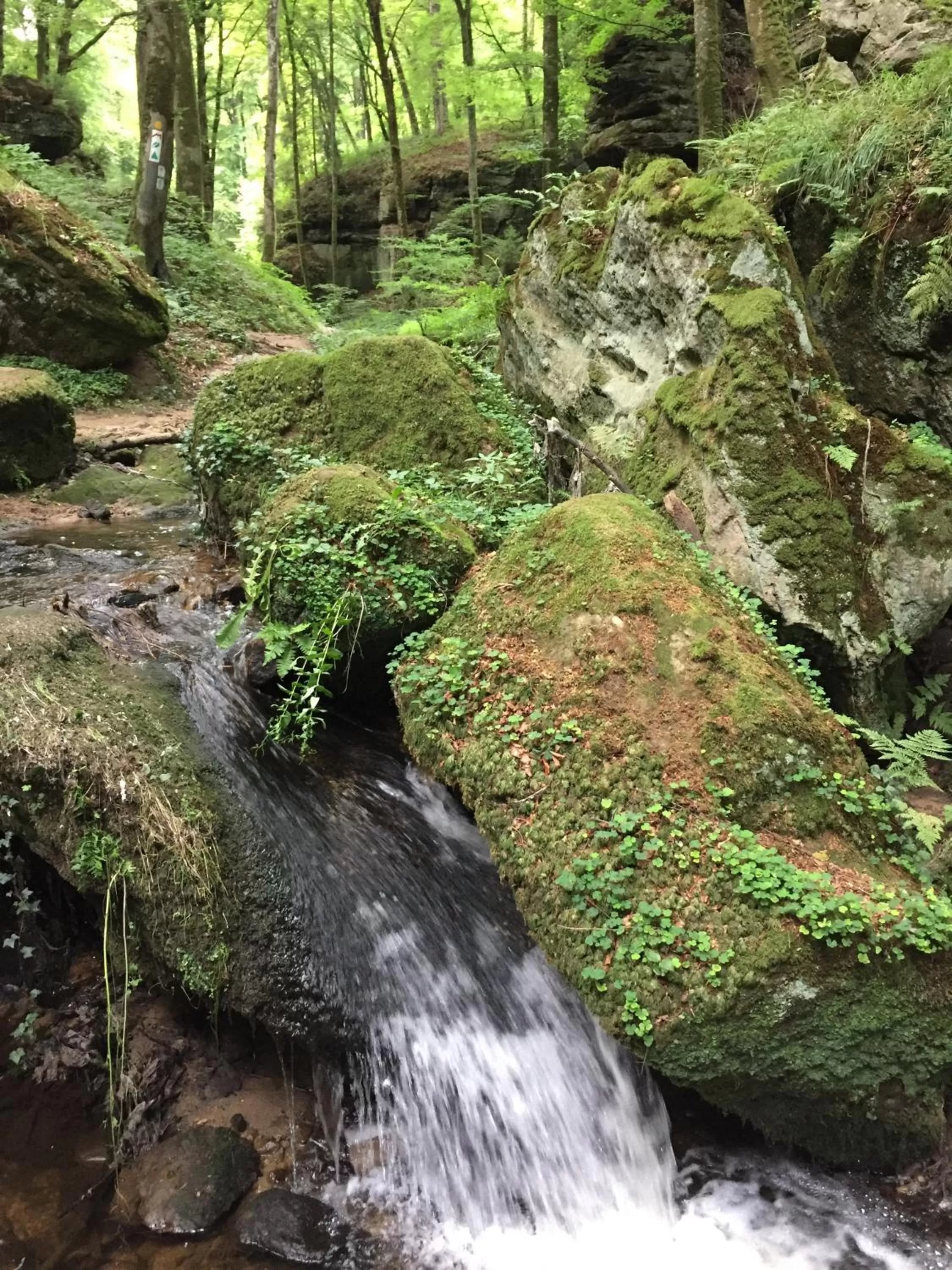 Spring in Hotel-Restaurant Dimmer - Mullerthal