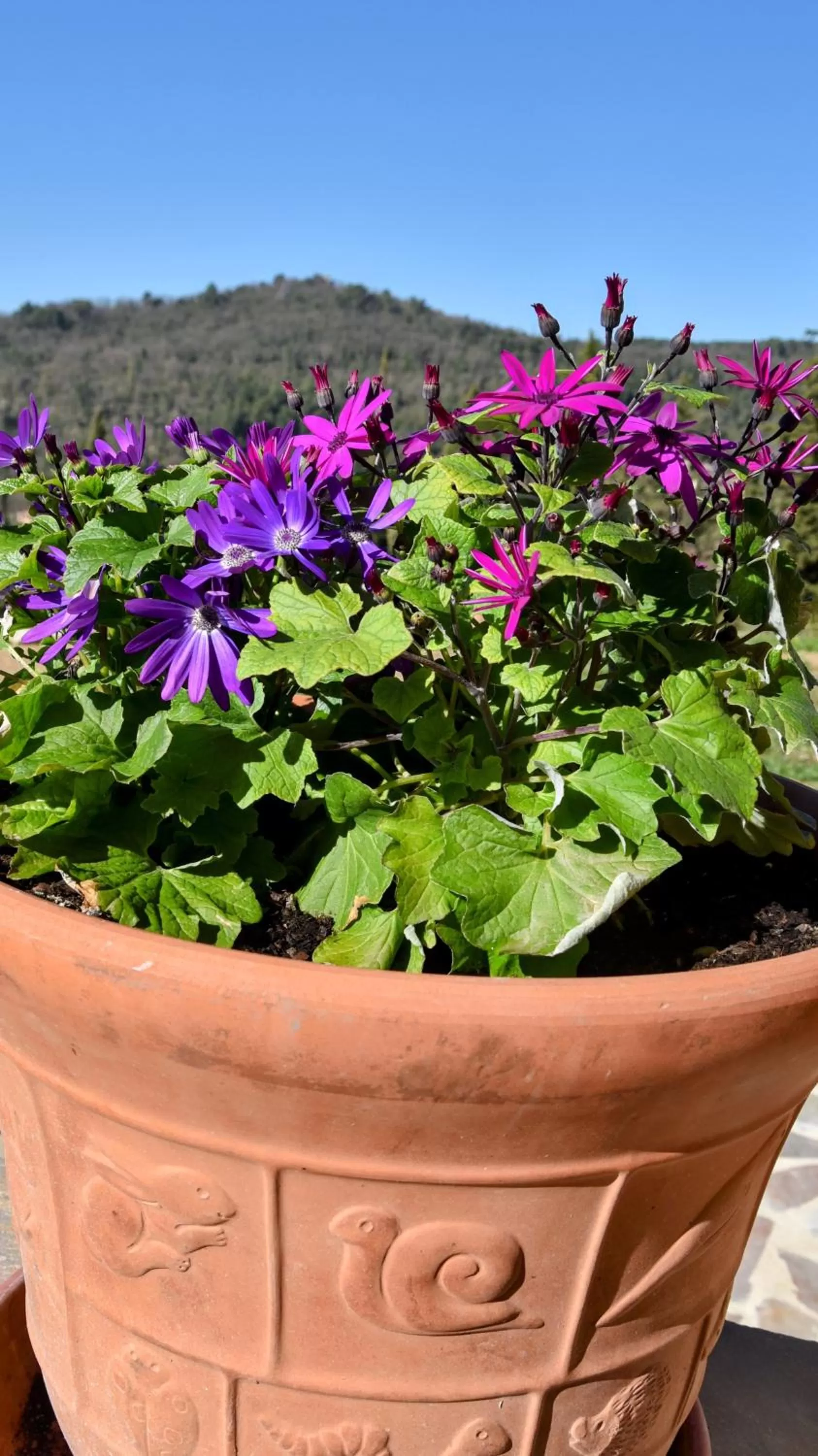 Garden in Chambre d'hôtes Cottes
