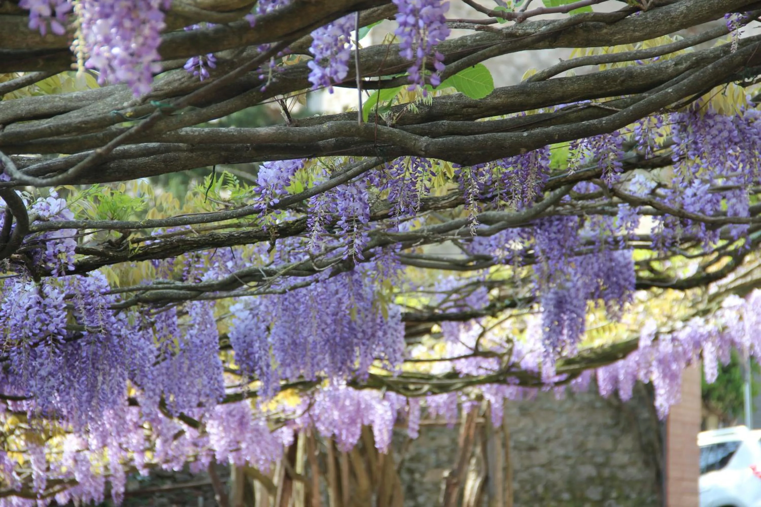 Area and facilities in Hotel Fonte Cesia