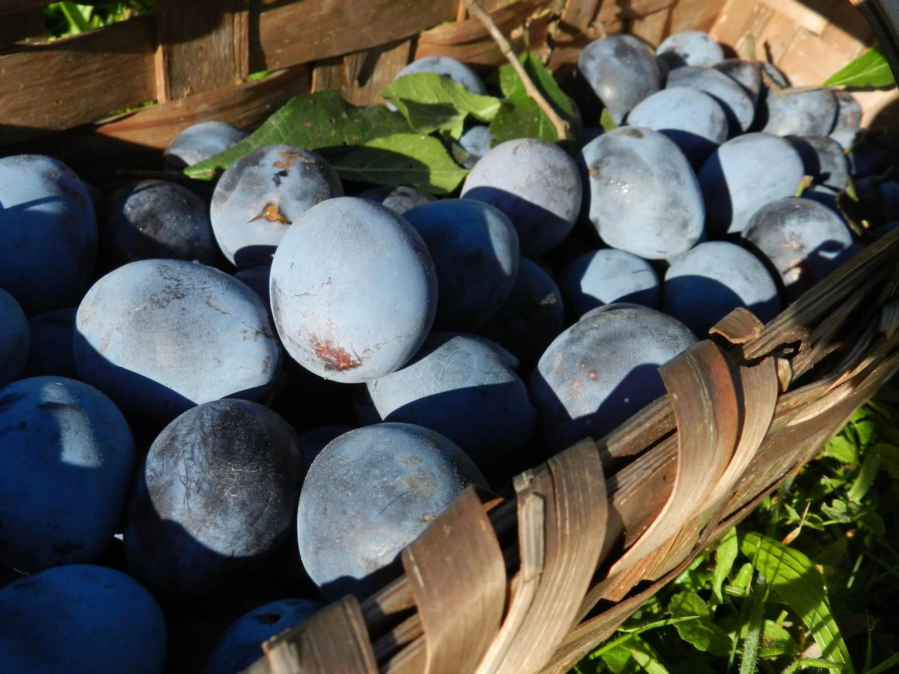 Food and drinks in Blue Wall BnB