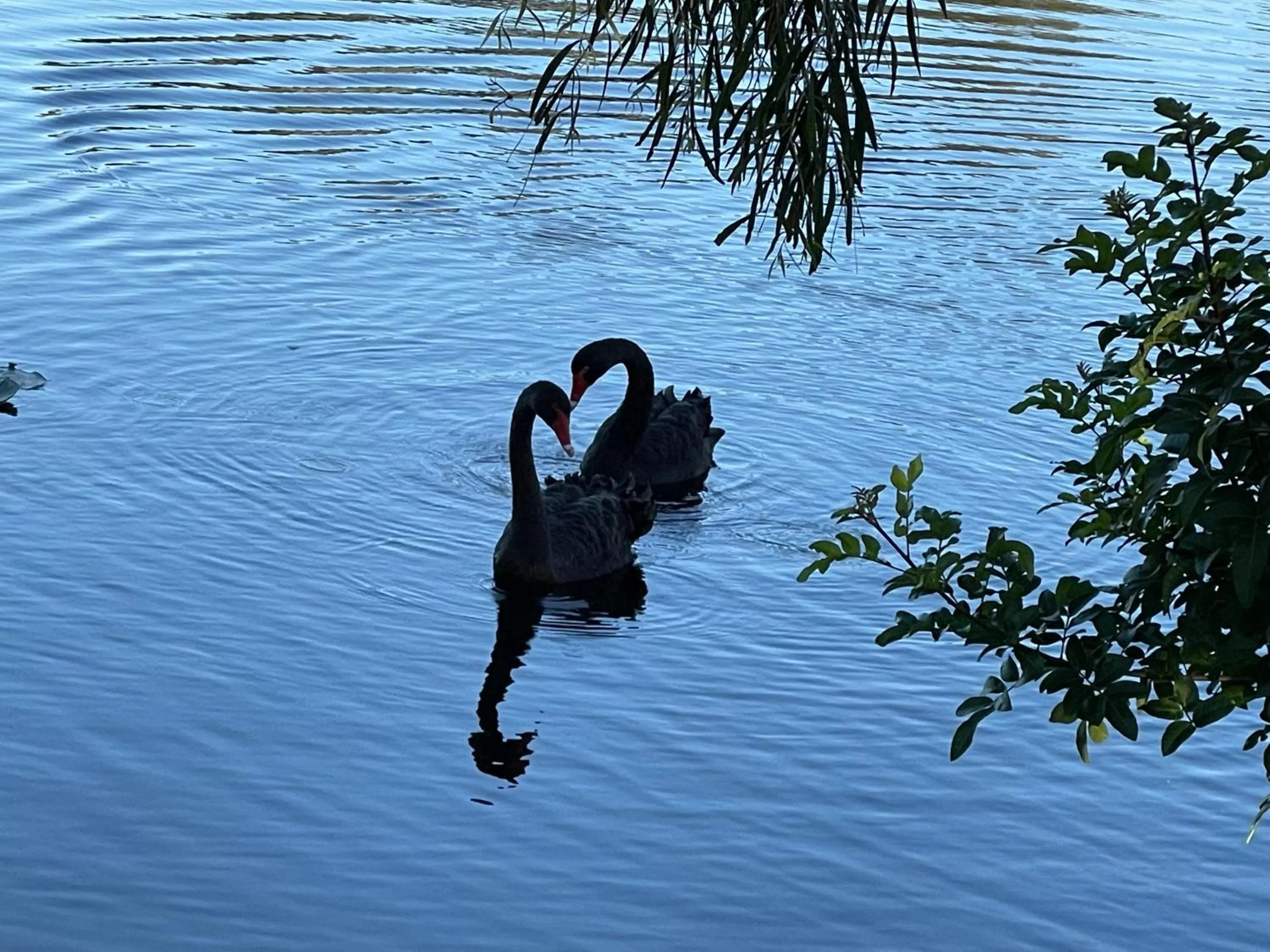 Animals in Torquay Terrace Bed & Breakfast