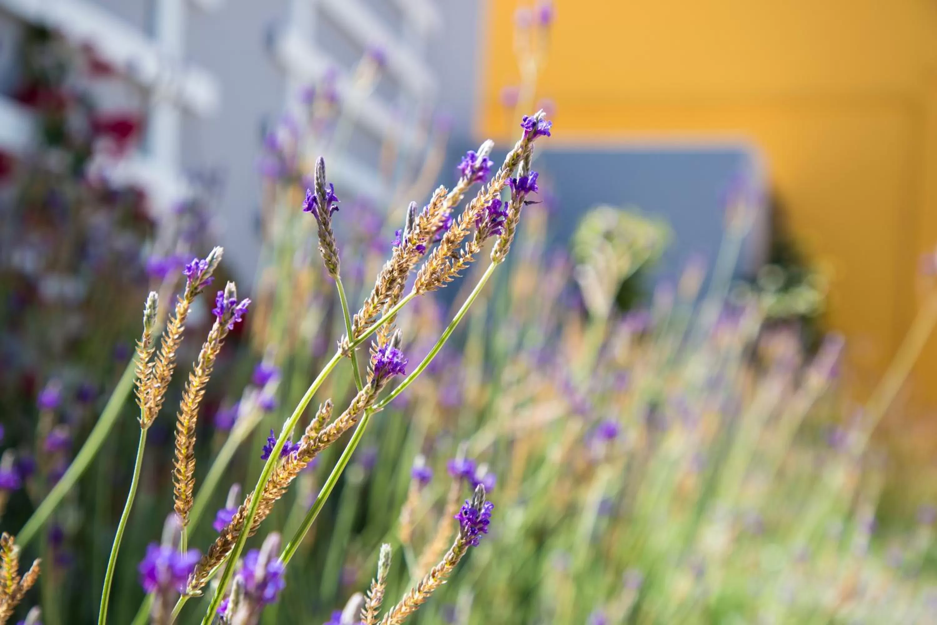 Garden in Hotel Alcatruz