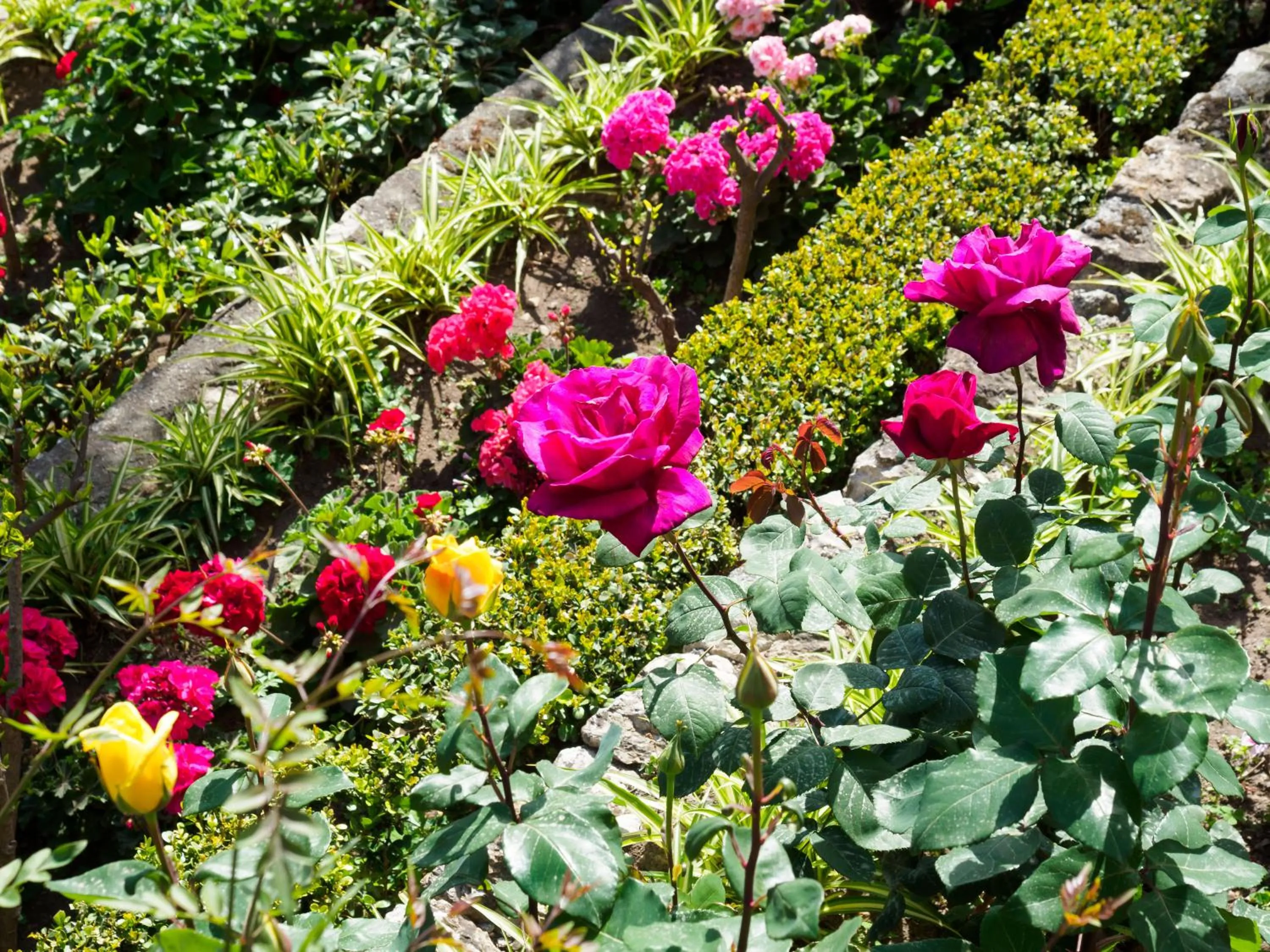 Garden in Hotel Sirius
