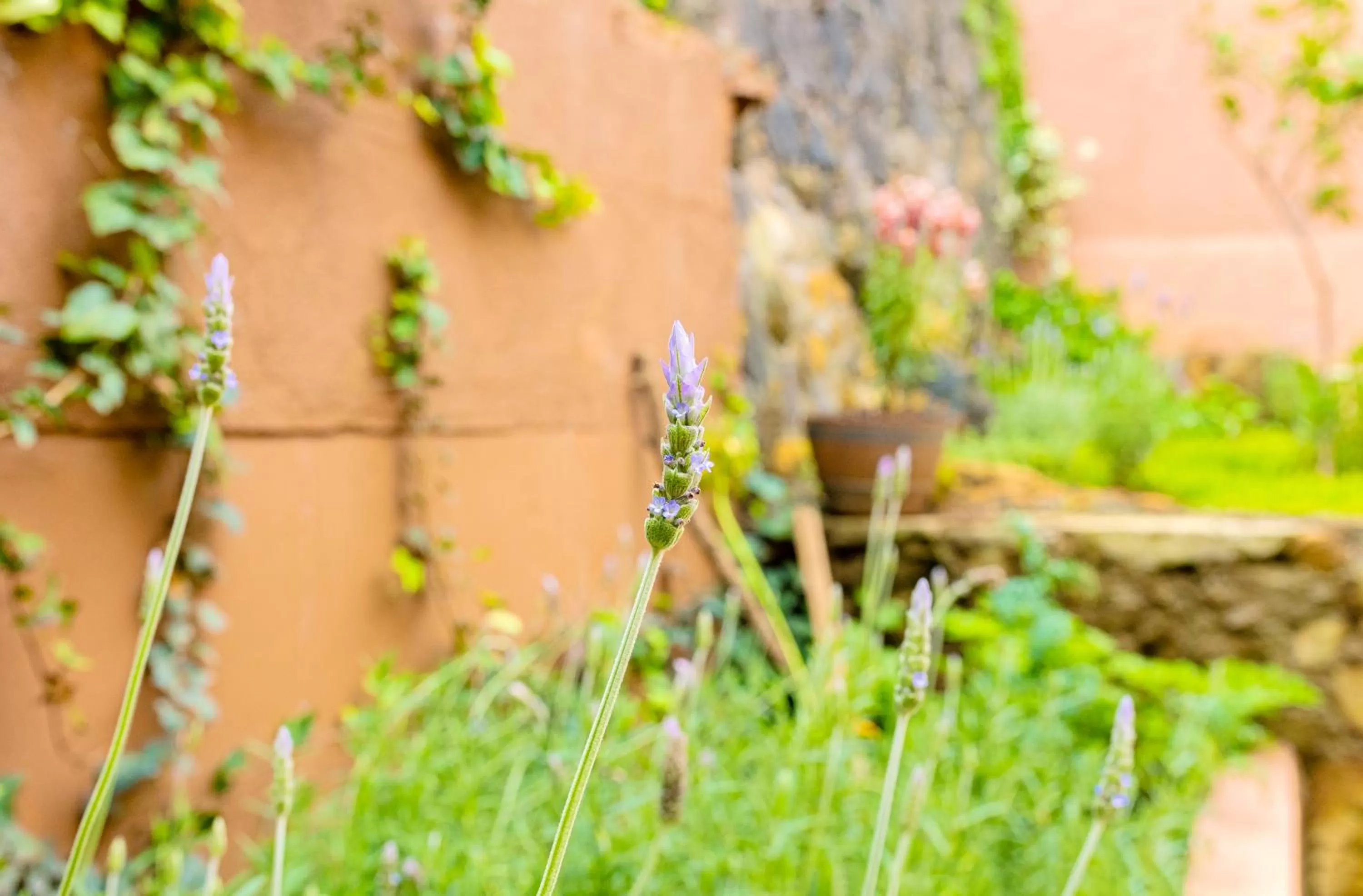 Garden in Casa Lavanda Hotel Boutique