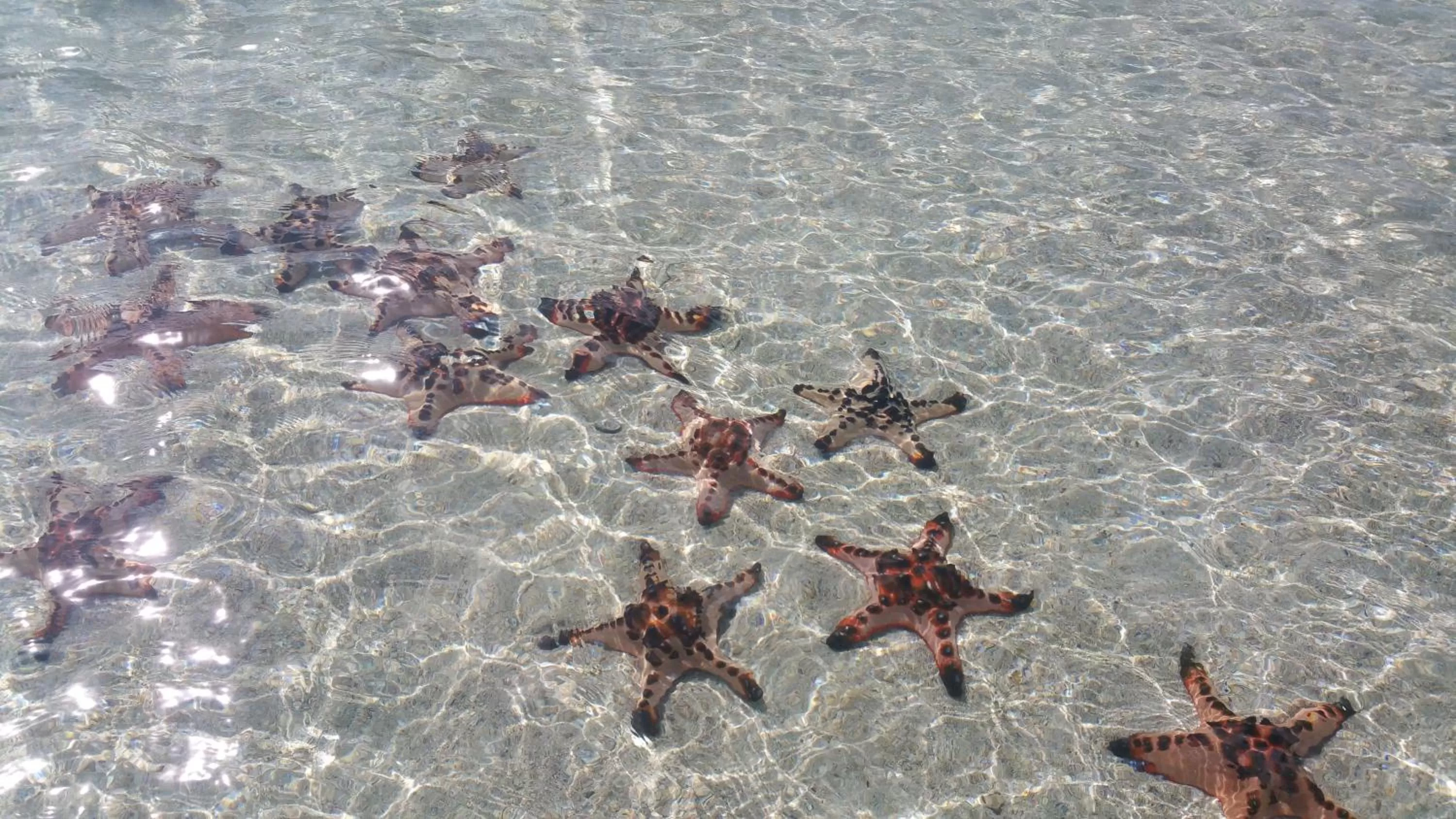 Snorkeling, Other Animals in Rubin Resort