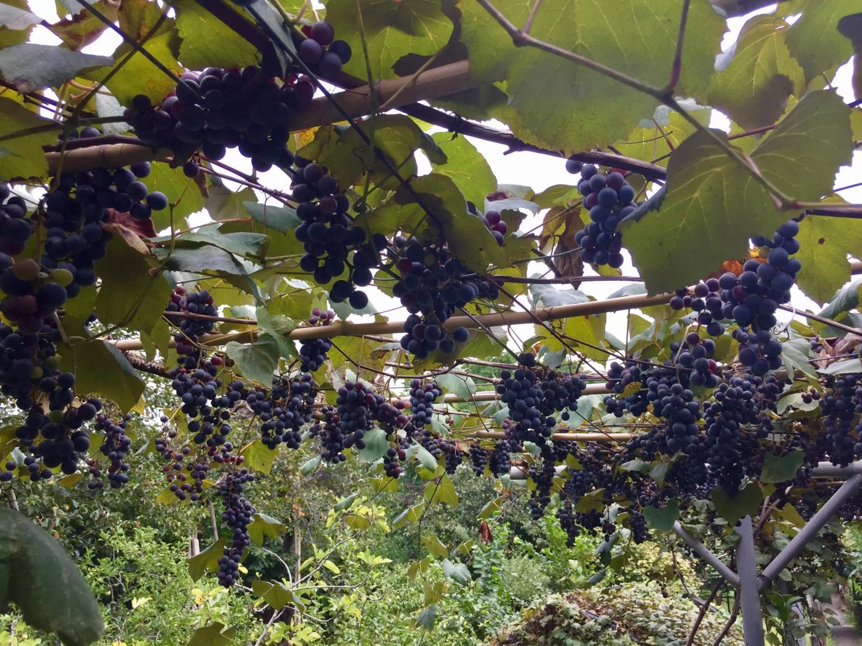 Garden in Hotel BellMar