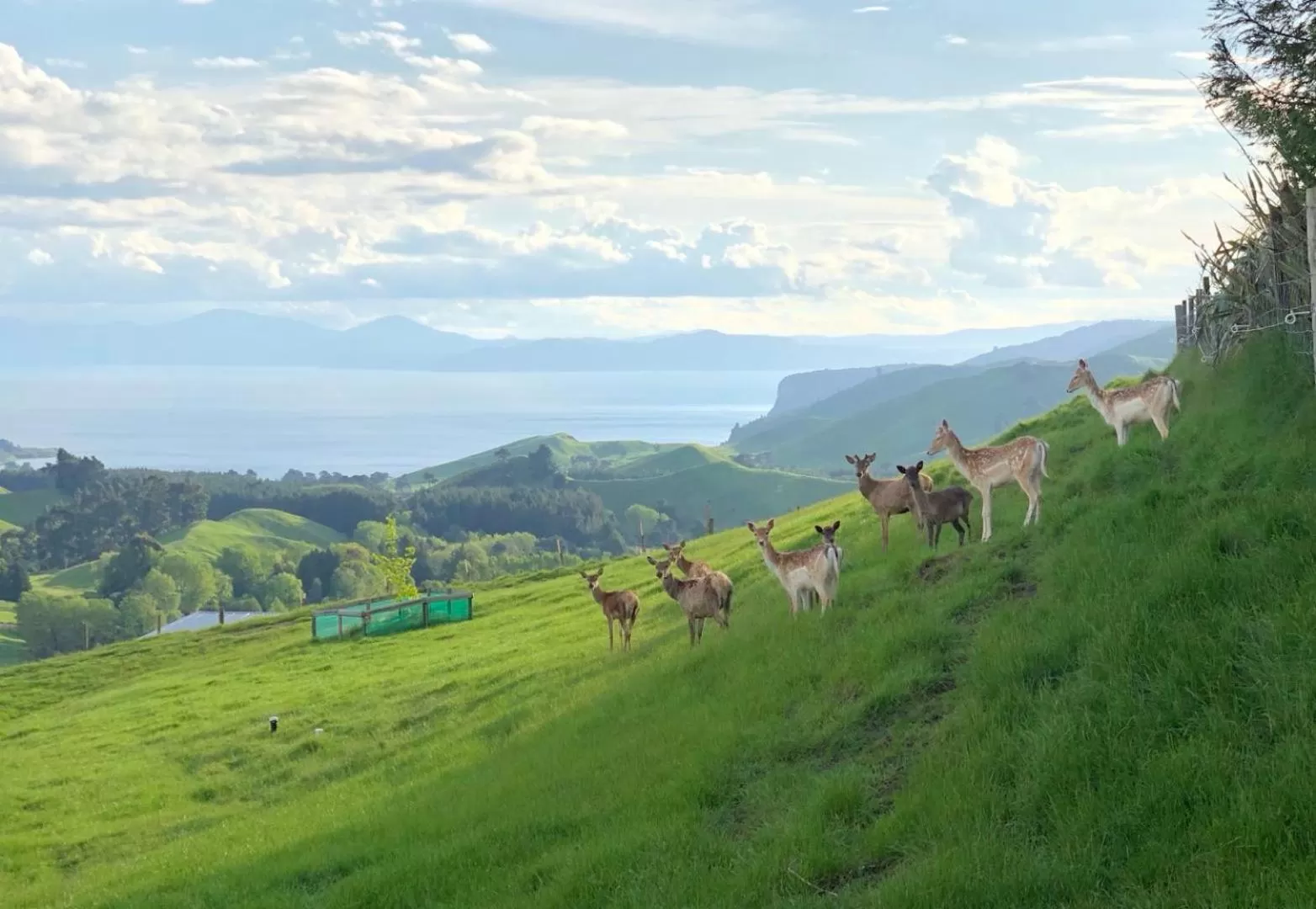 Animals in Hilltop Whakaipo Estate