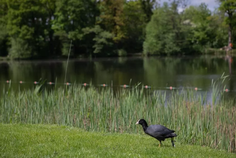 Lake view in Inn On The Lake
