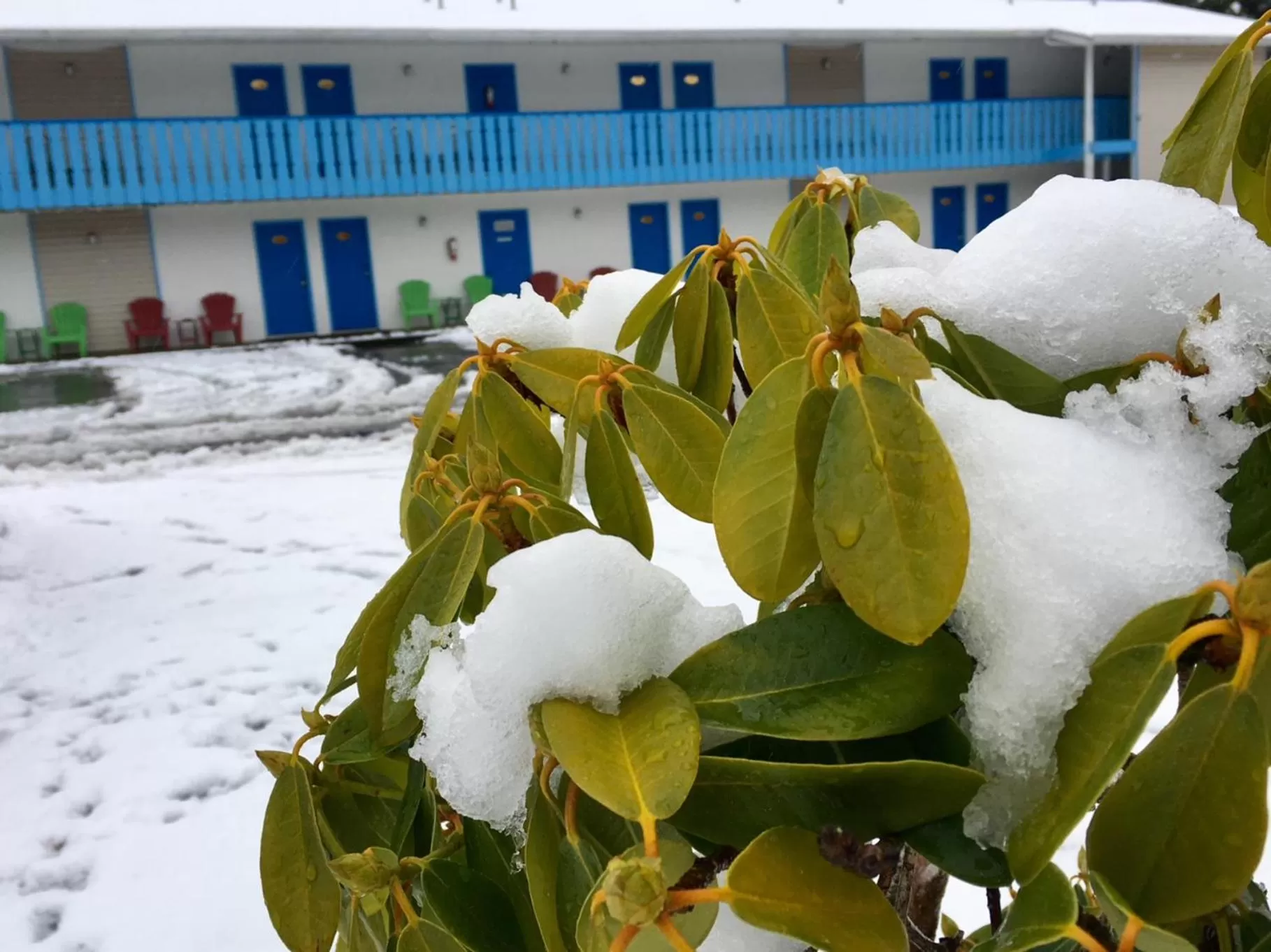 Garden in Fuller Lake Chemainus Motel
