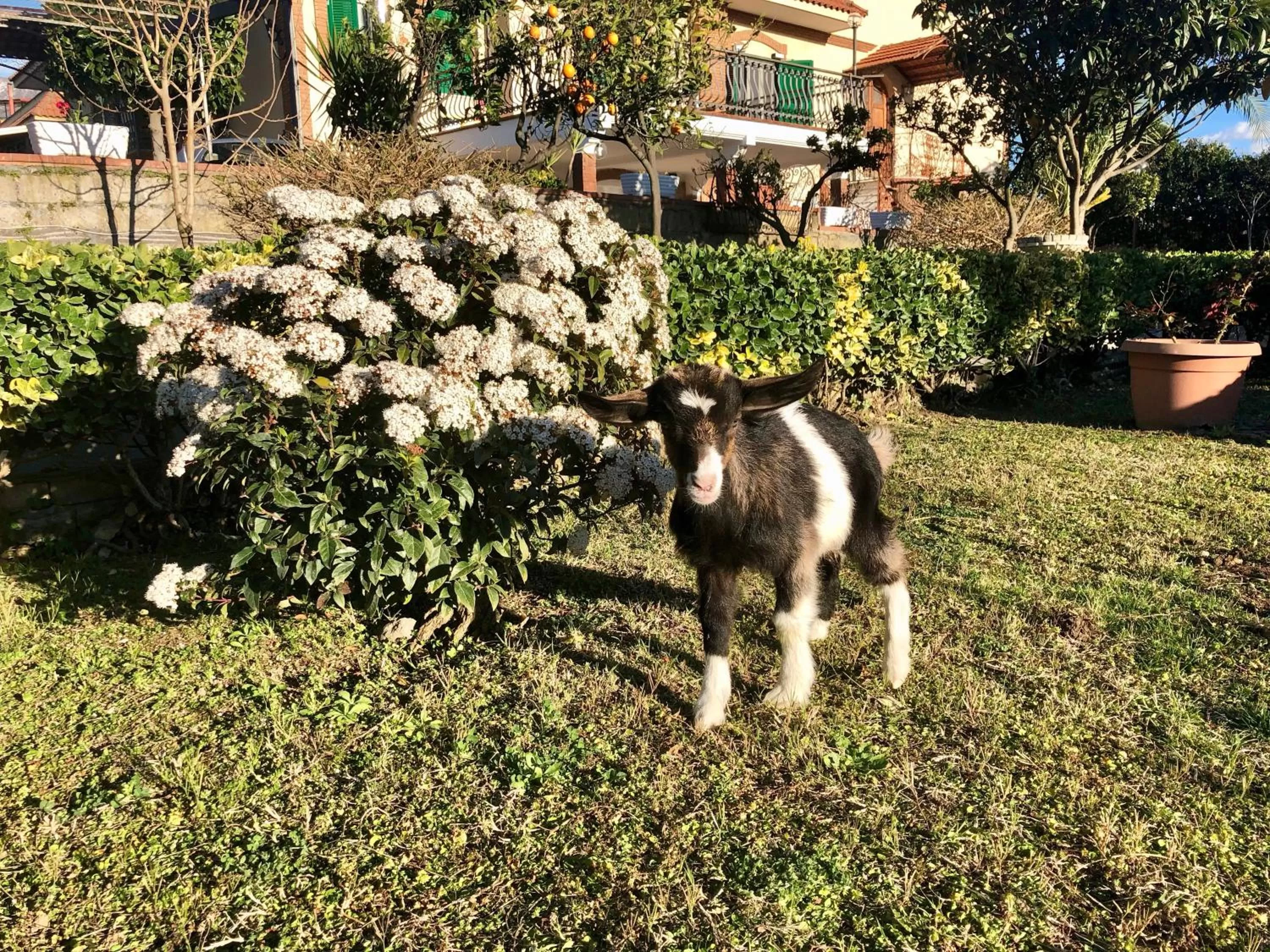 Garden in B&B Annetta