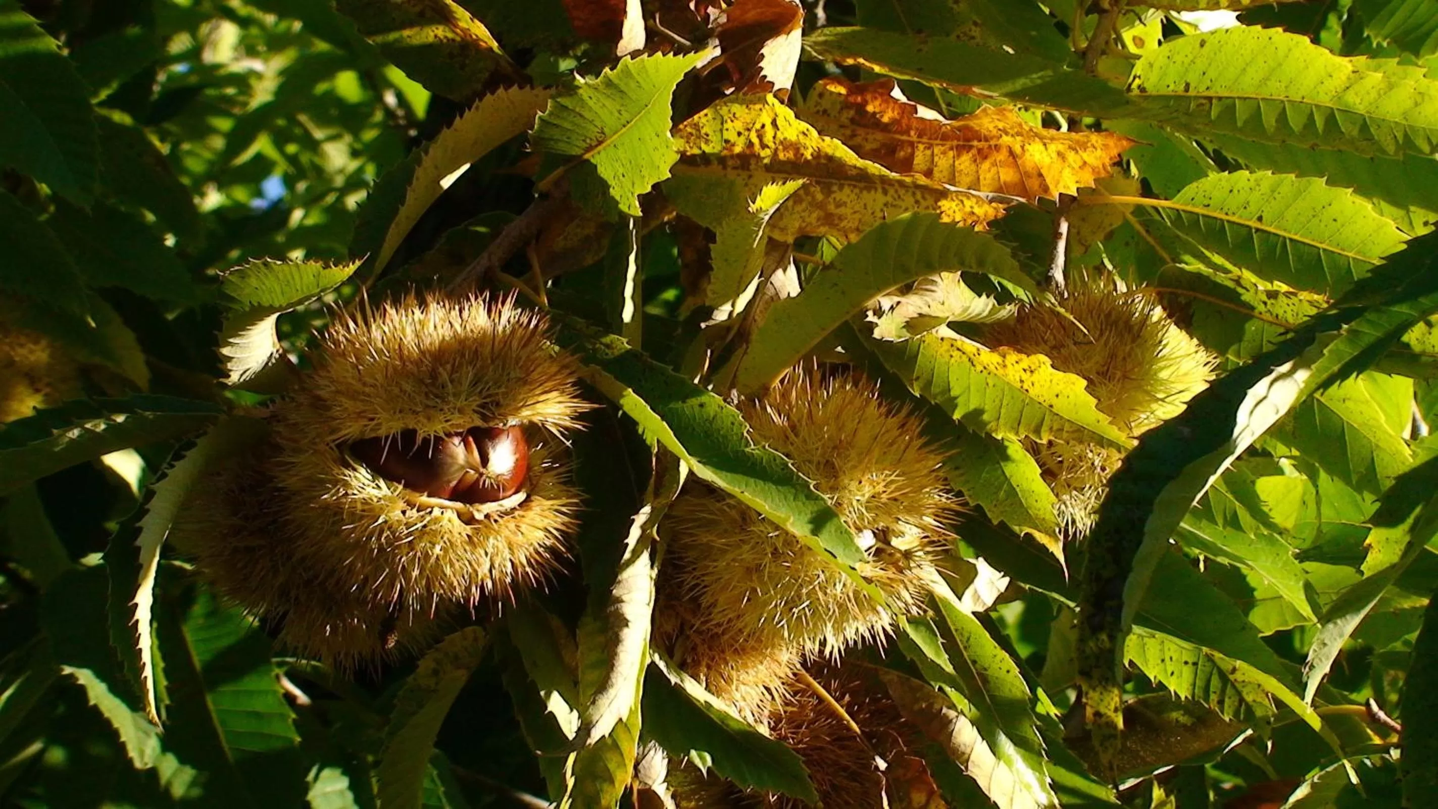 Other in Hotel Apartamento Rural Finca La Media Legua