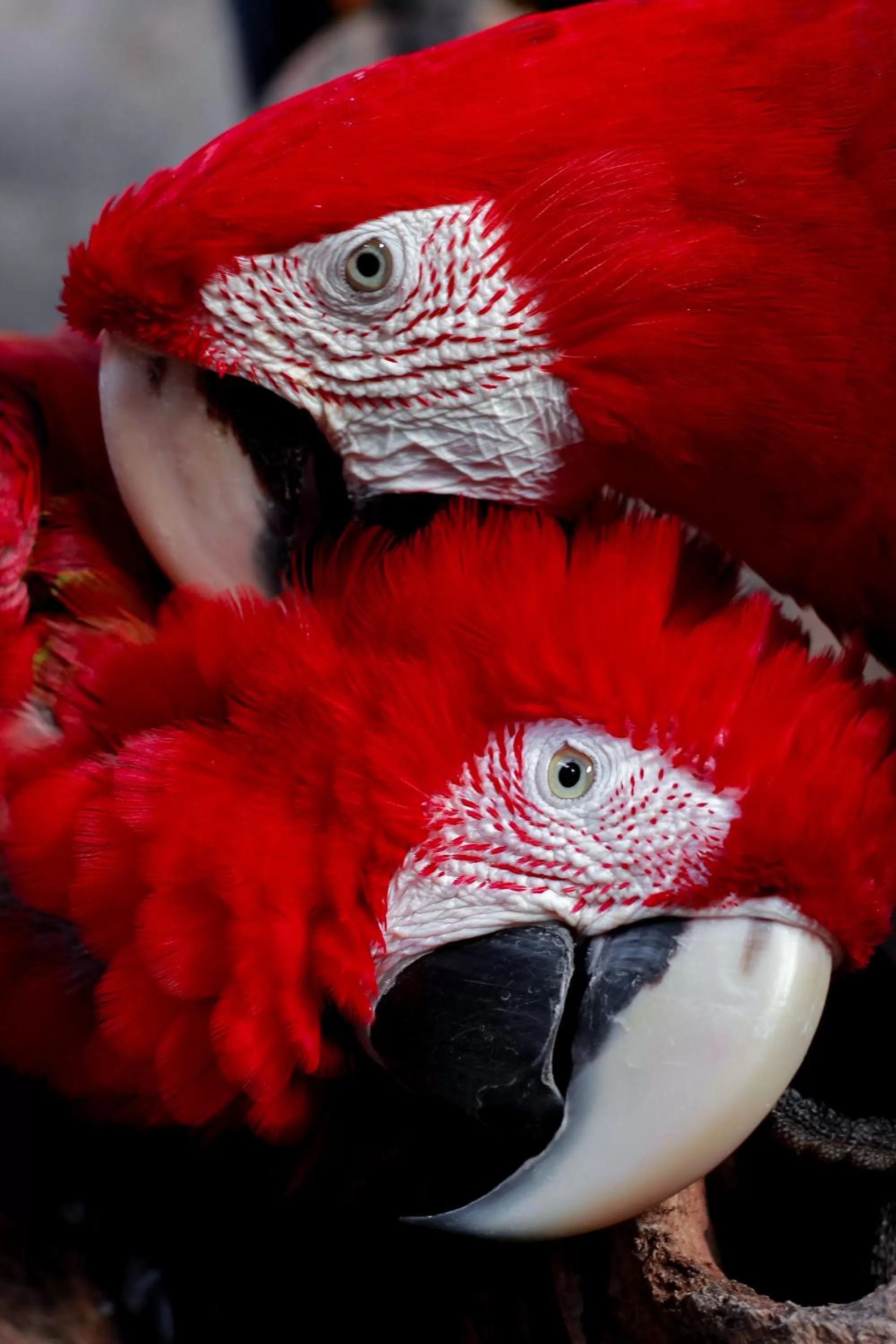 Other Animals in Pousada Sol e Mar