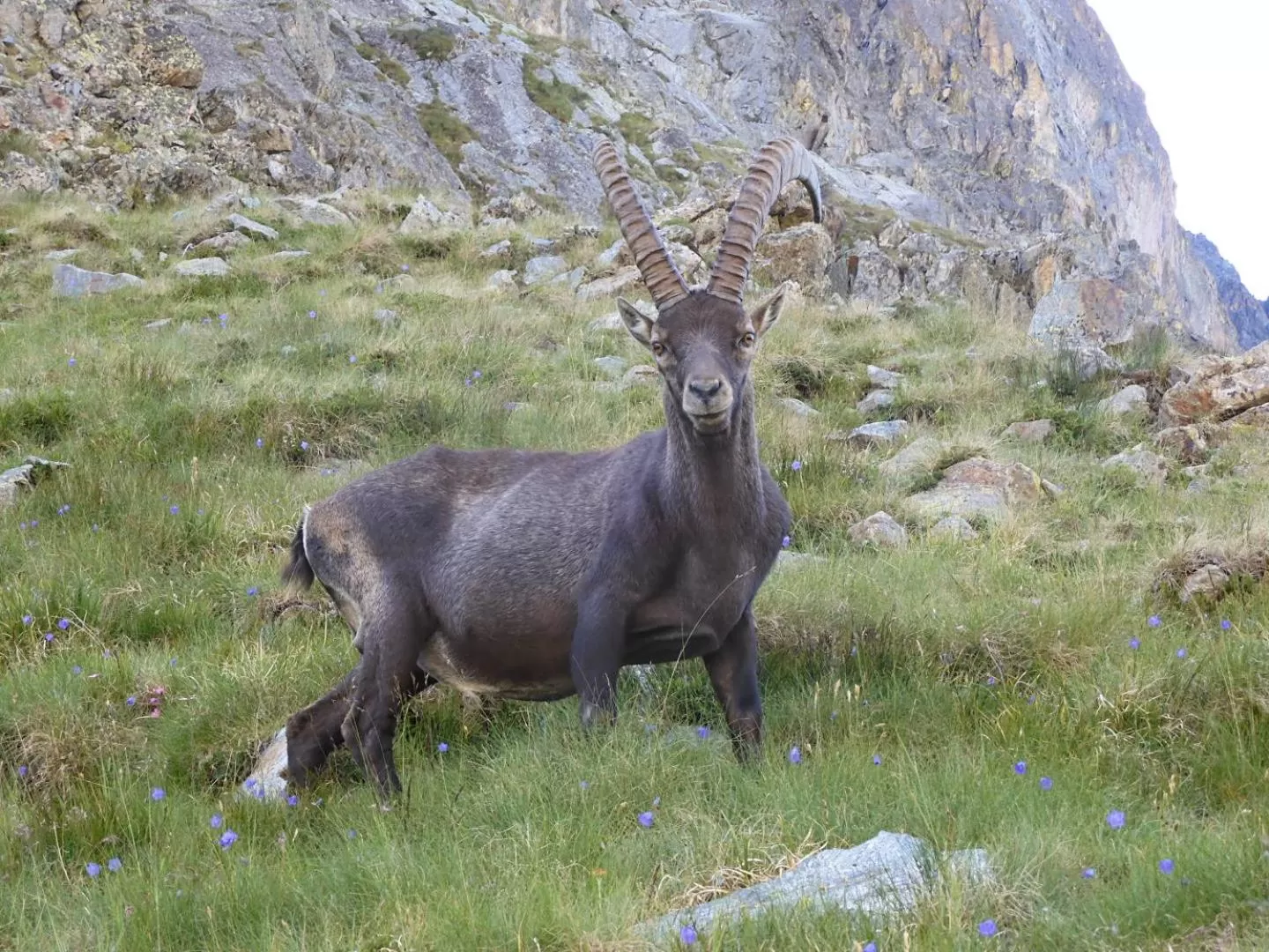 Animals in La Cà ët Mec