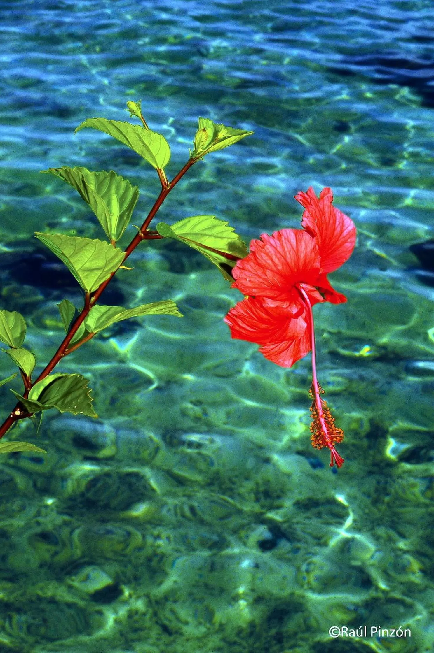 Decorative detail in Punta Caracol Acqua Lodge