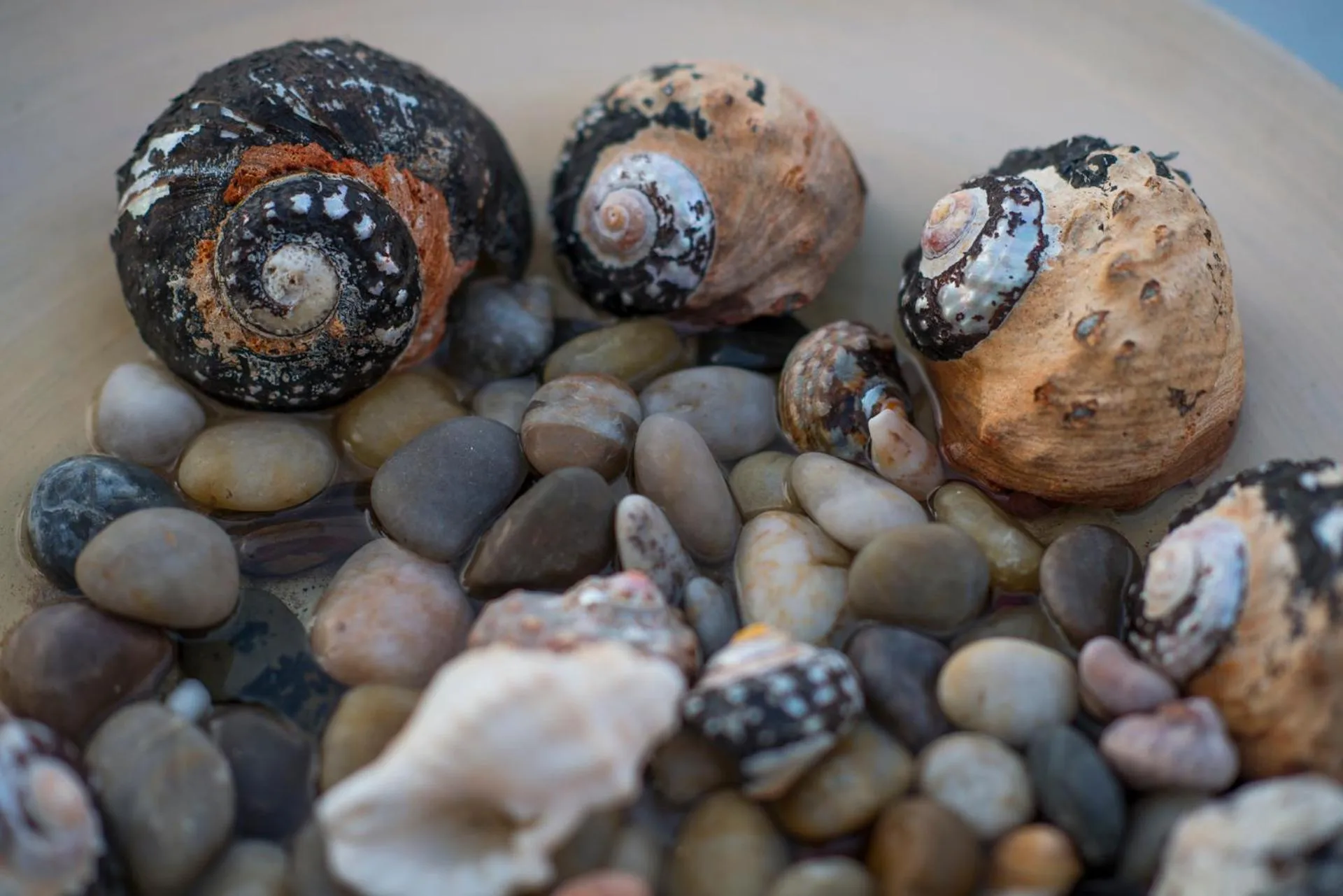 Decorative detail in Palm Beach Guesthouse