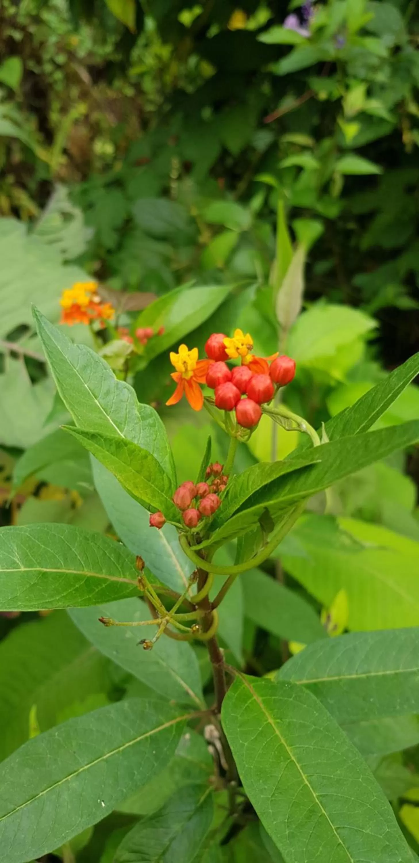 Animals in Hotel Rivel - Adventure & Nature Retreat