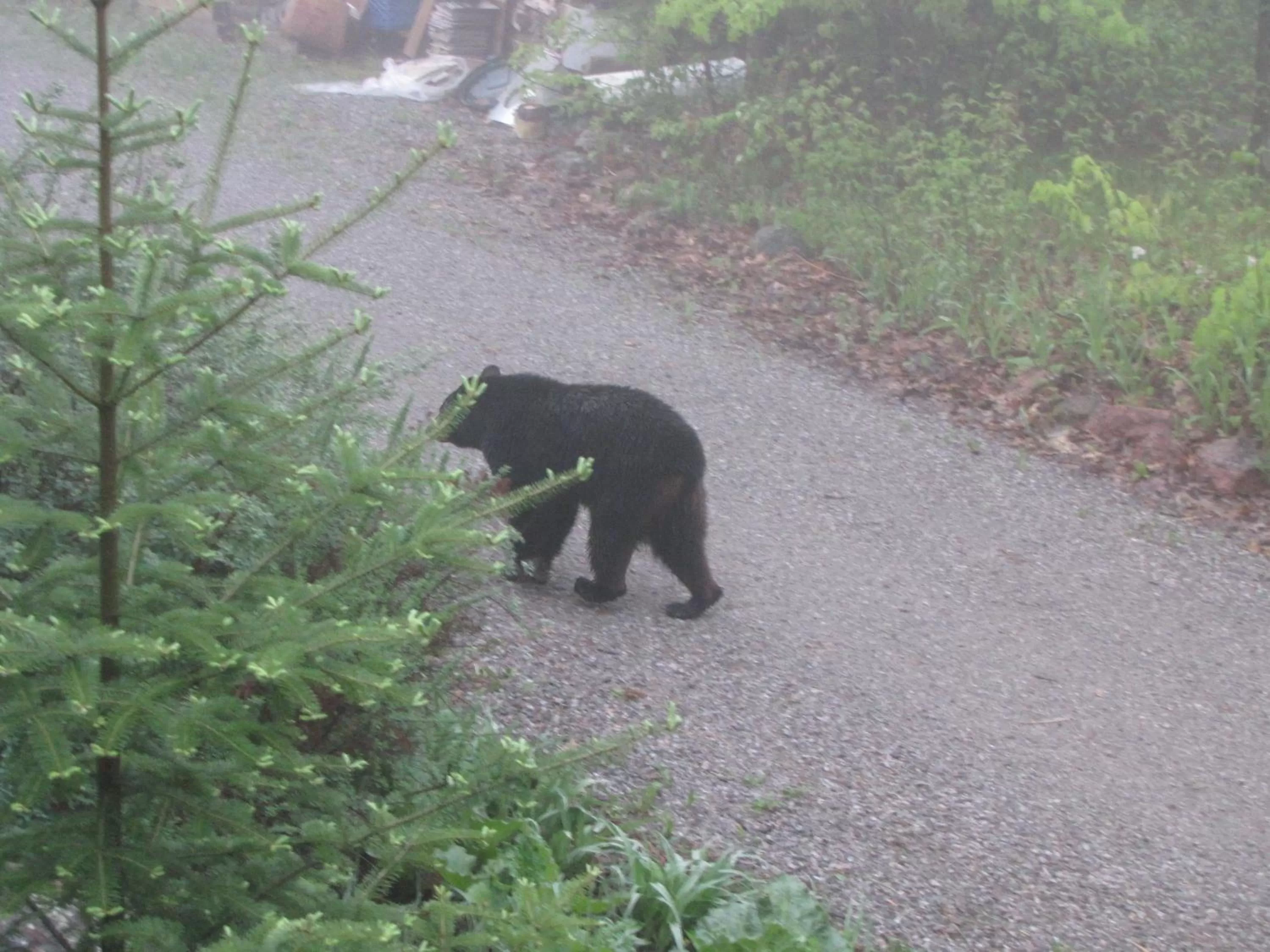 Animals, Other Animals in Shambhala Bed and Breakfast