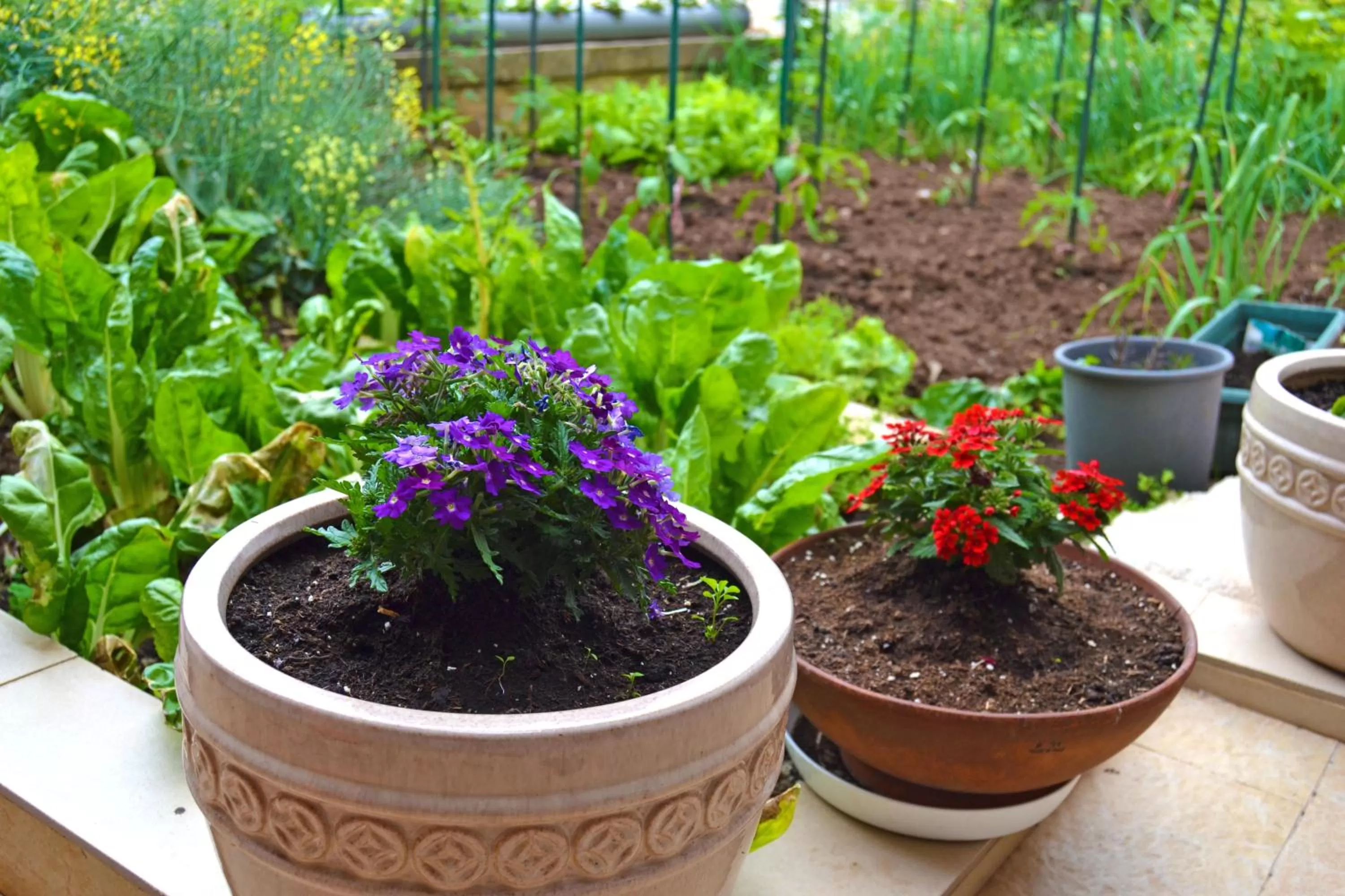 Patio in Tivat Apartments
