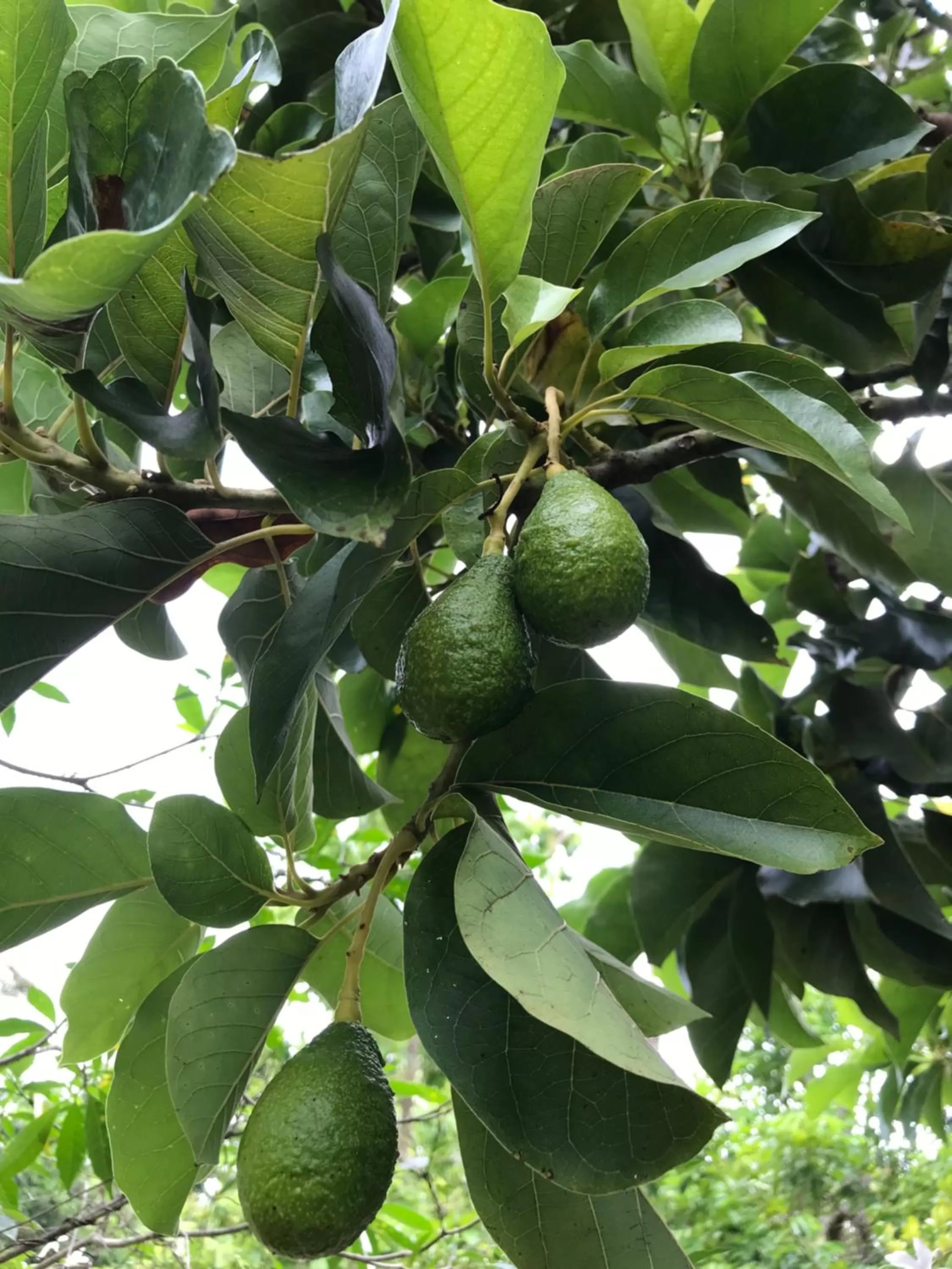 Green Edge Residences