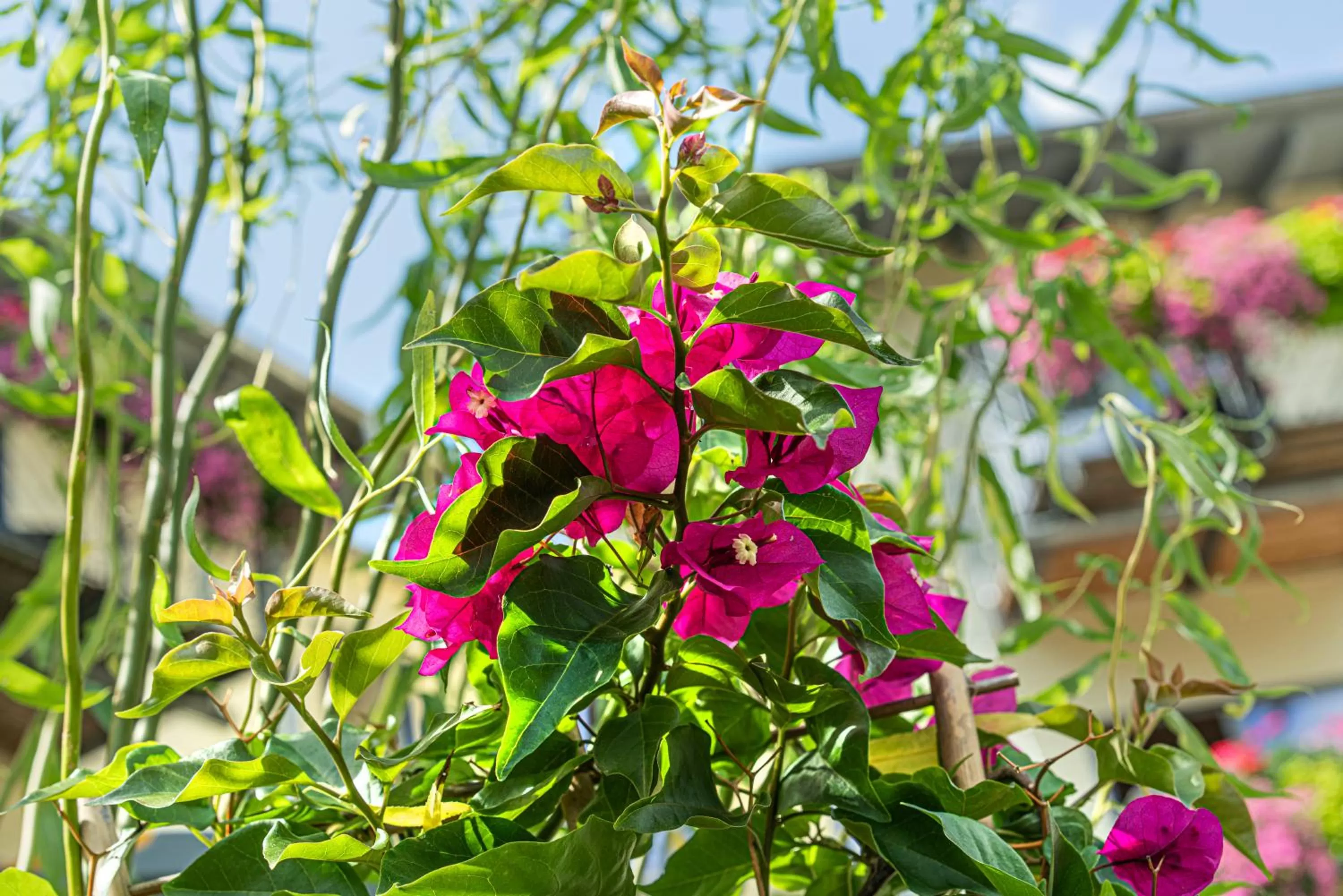 Garden in Hotel Waldblick