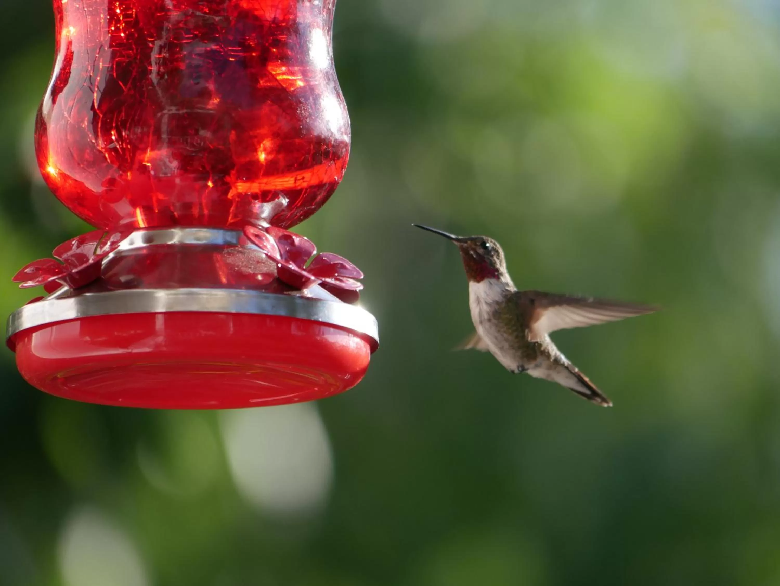 Animals in Sheridan House Inn- Adult Only Accommodation