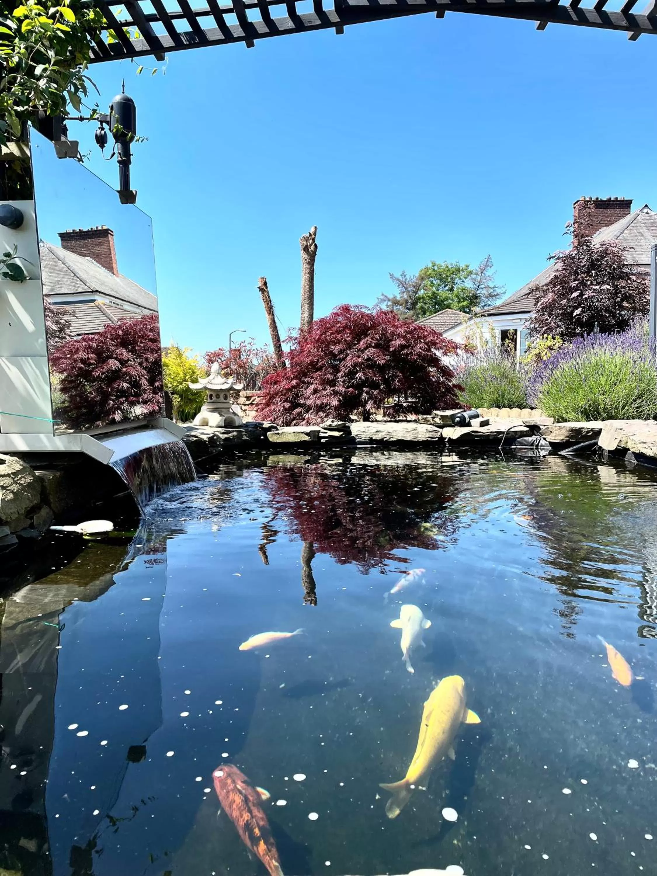 Garden in Bojangles Guest House