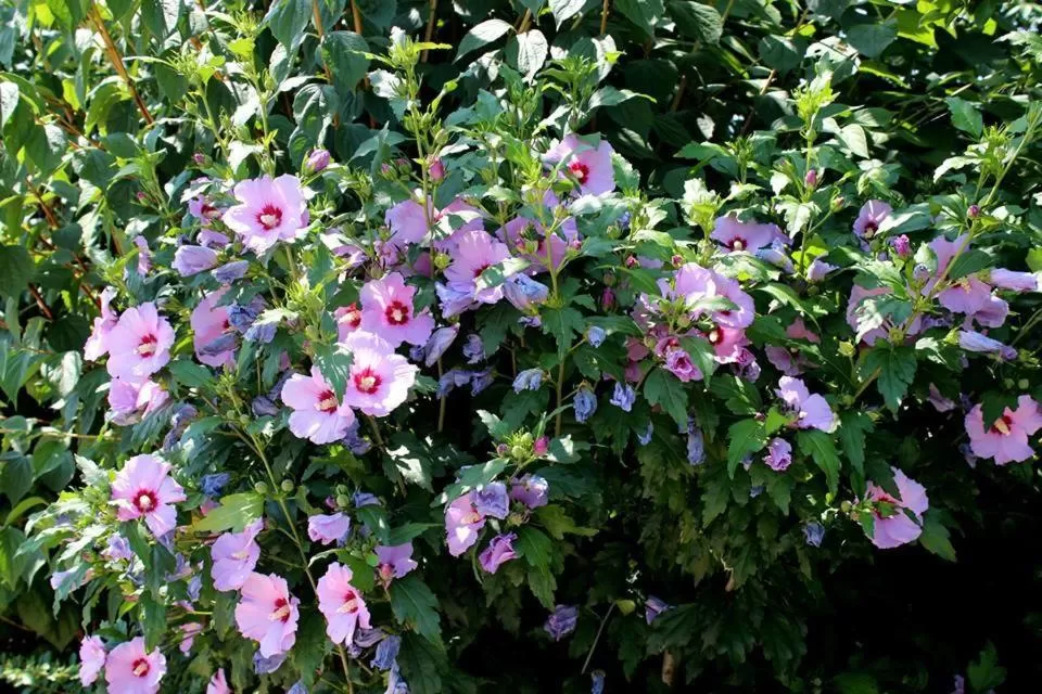 Day in Joia Hotel & Luxury Apartments RTA