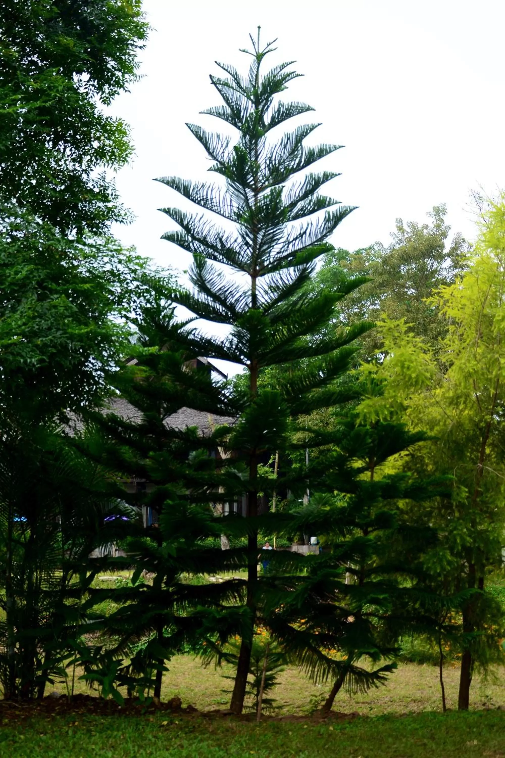 View (from property/room) in Pai Loess Resort