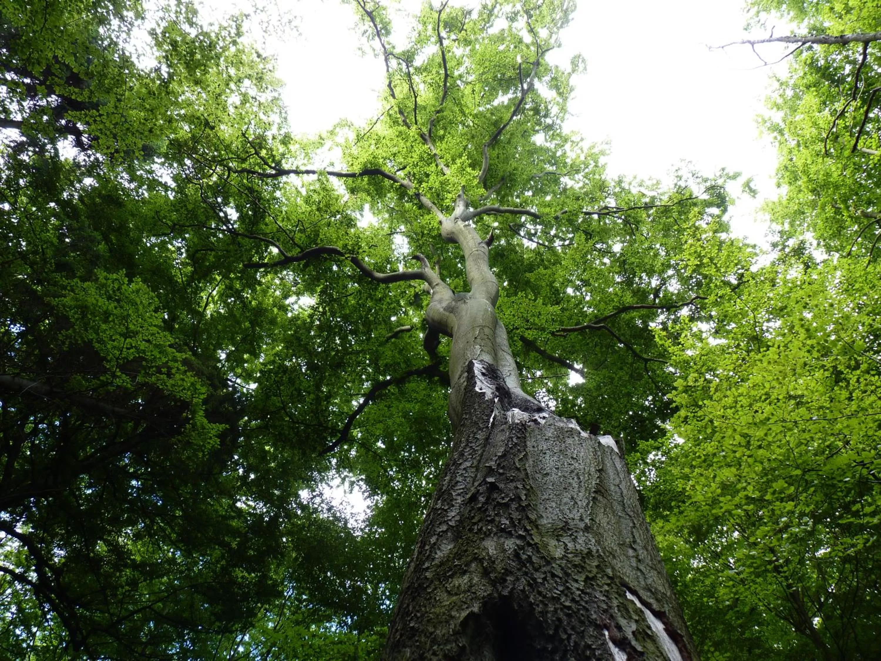 Other, Garden in Hotel Am Markt