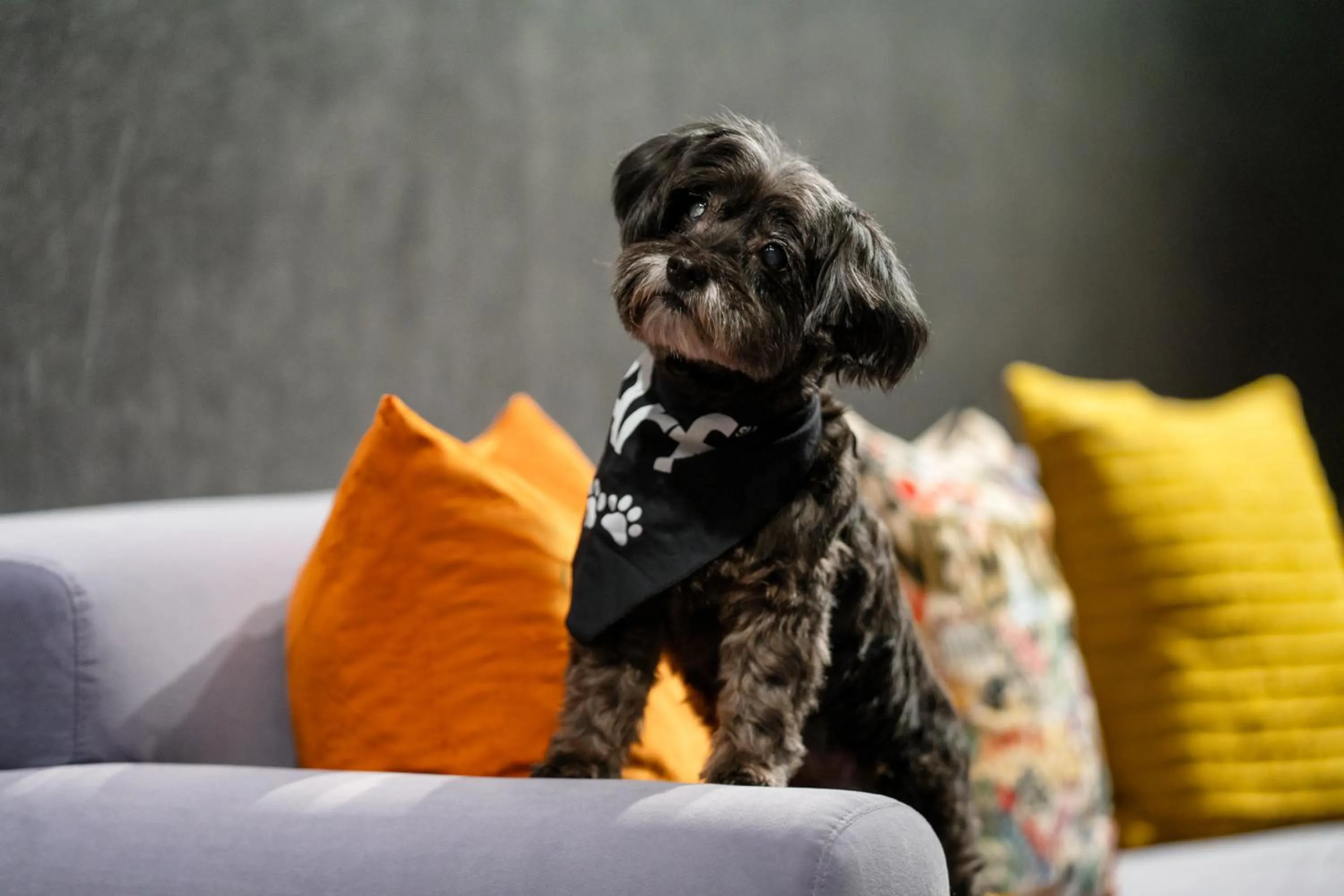 Pets in Aloft New York Chelsea