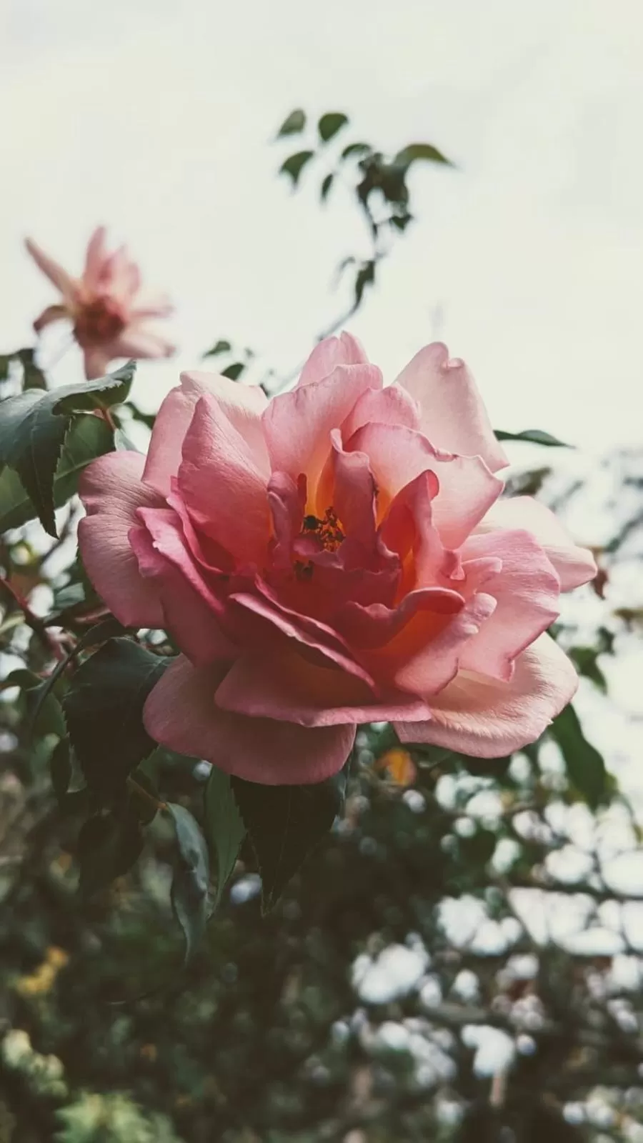 Kandy Rivers Edge Nature Resort