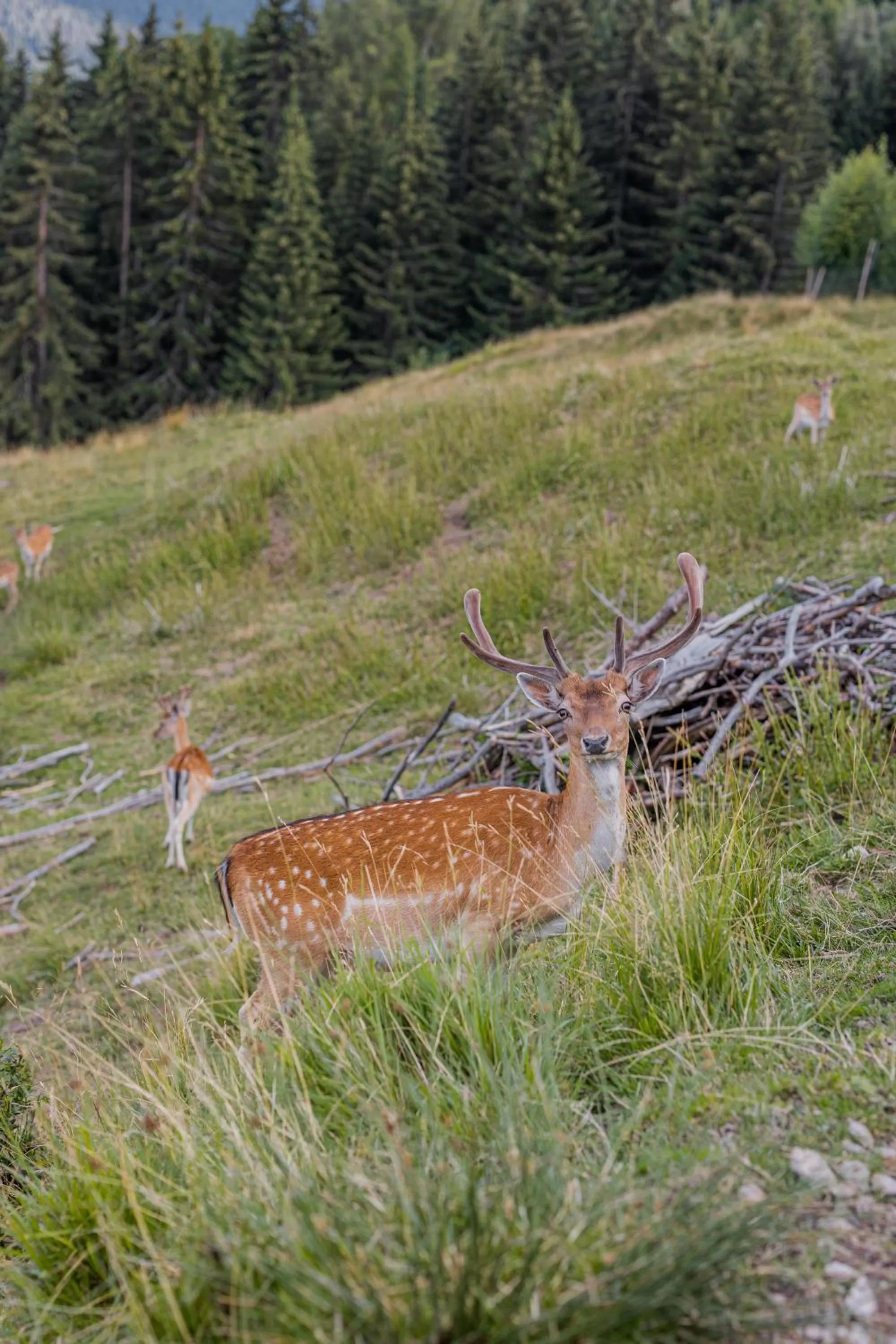 Natural landscape, Other Animals in Puitalm - Natur I Apart I Hotel