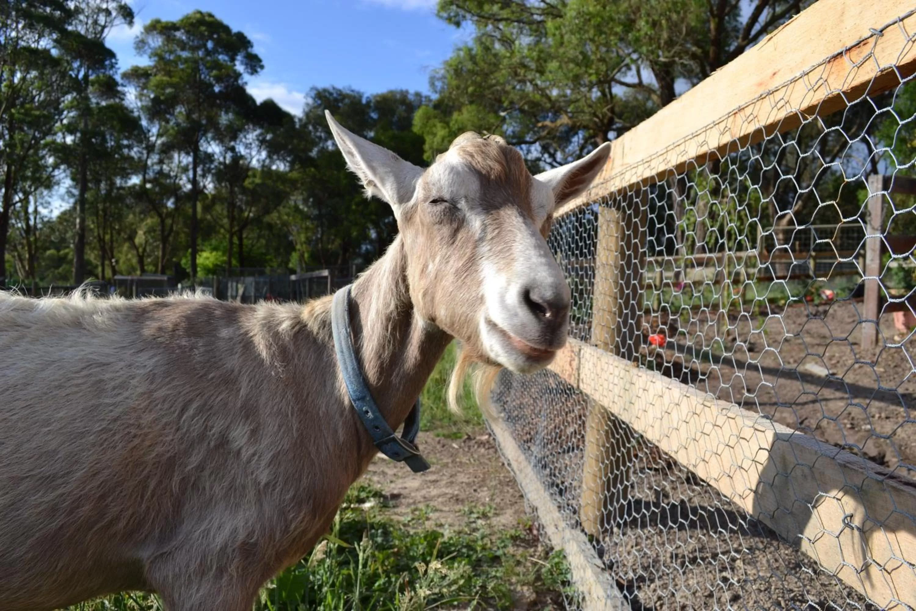 Other Animals in Honeyeater Cottage