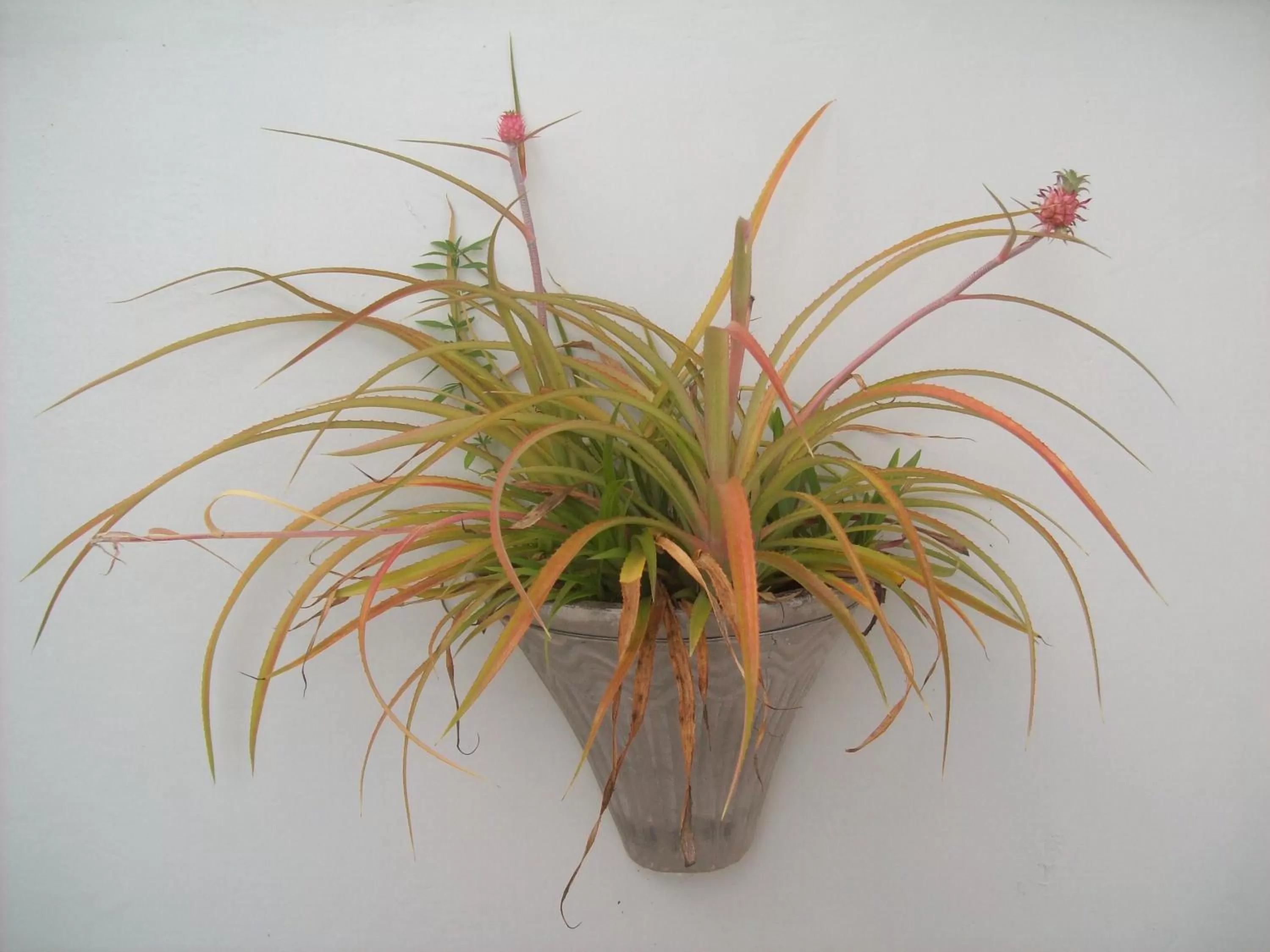 Decorative detail in Hotel Pousada Estacao Do Sol Natal