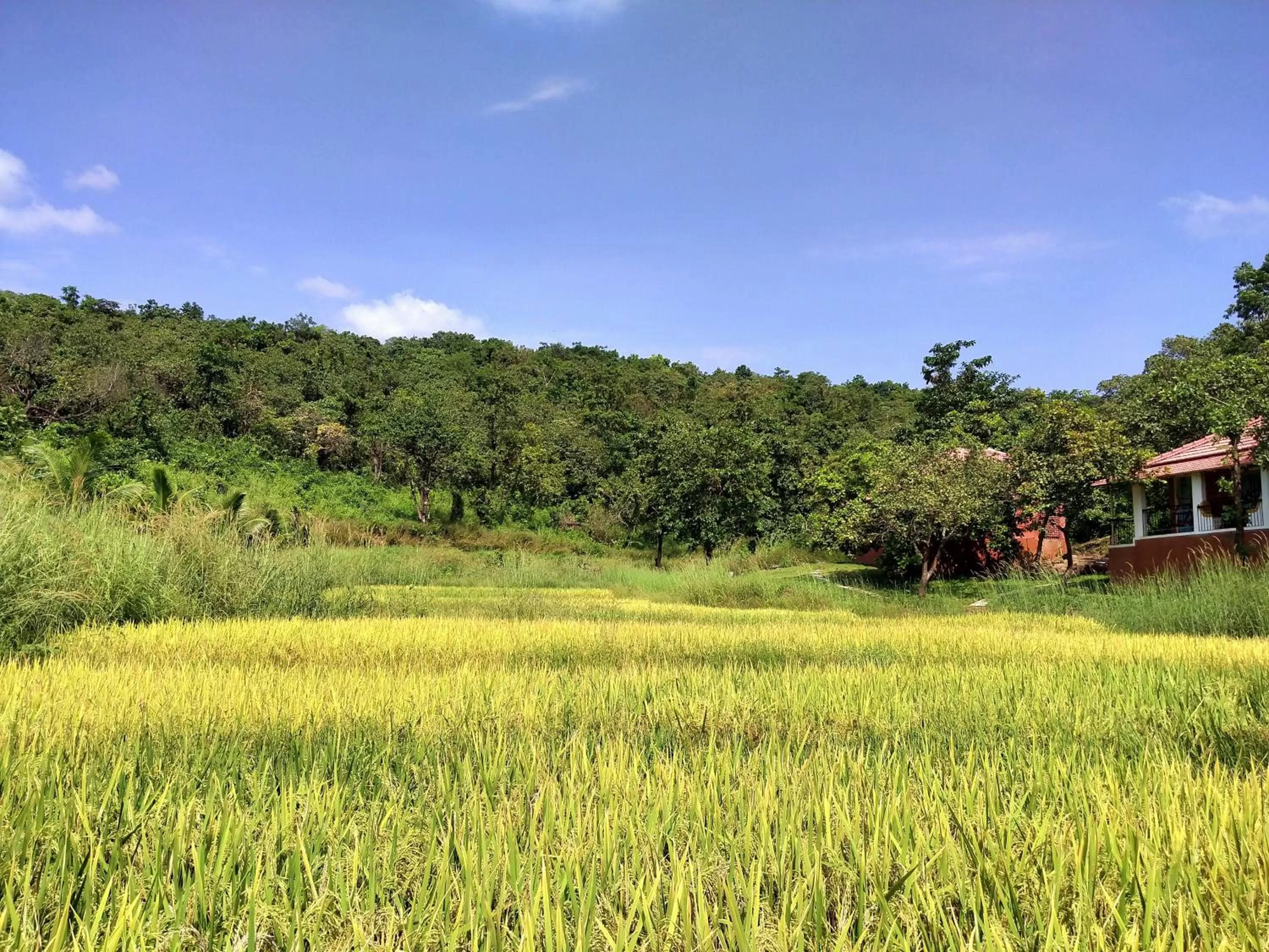 Natural landscape in Porsu