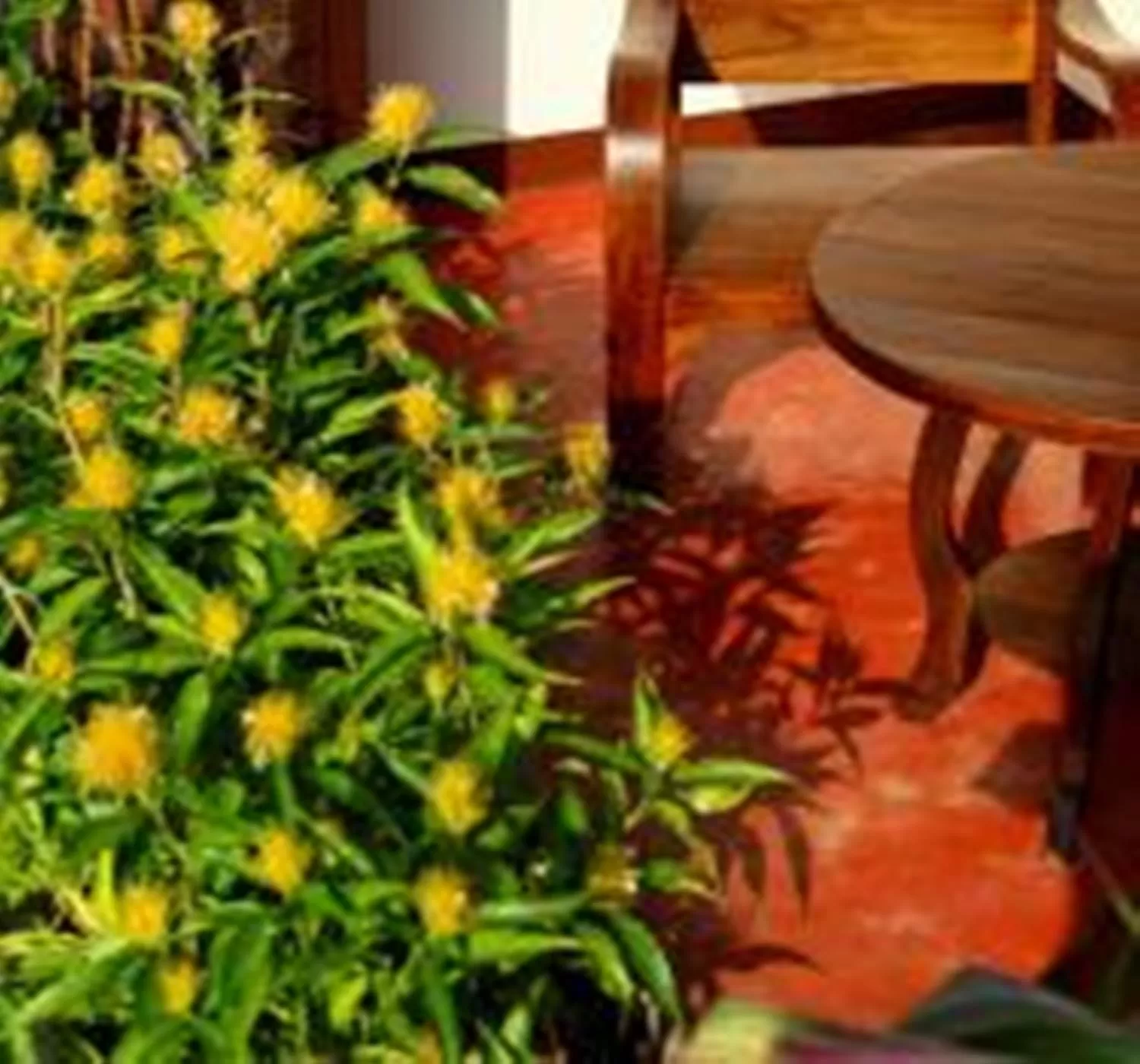 Garden view in BB Mantra Boutique Hotel