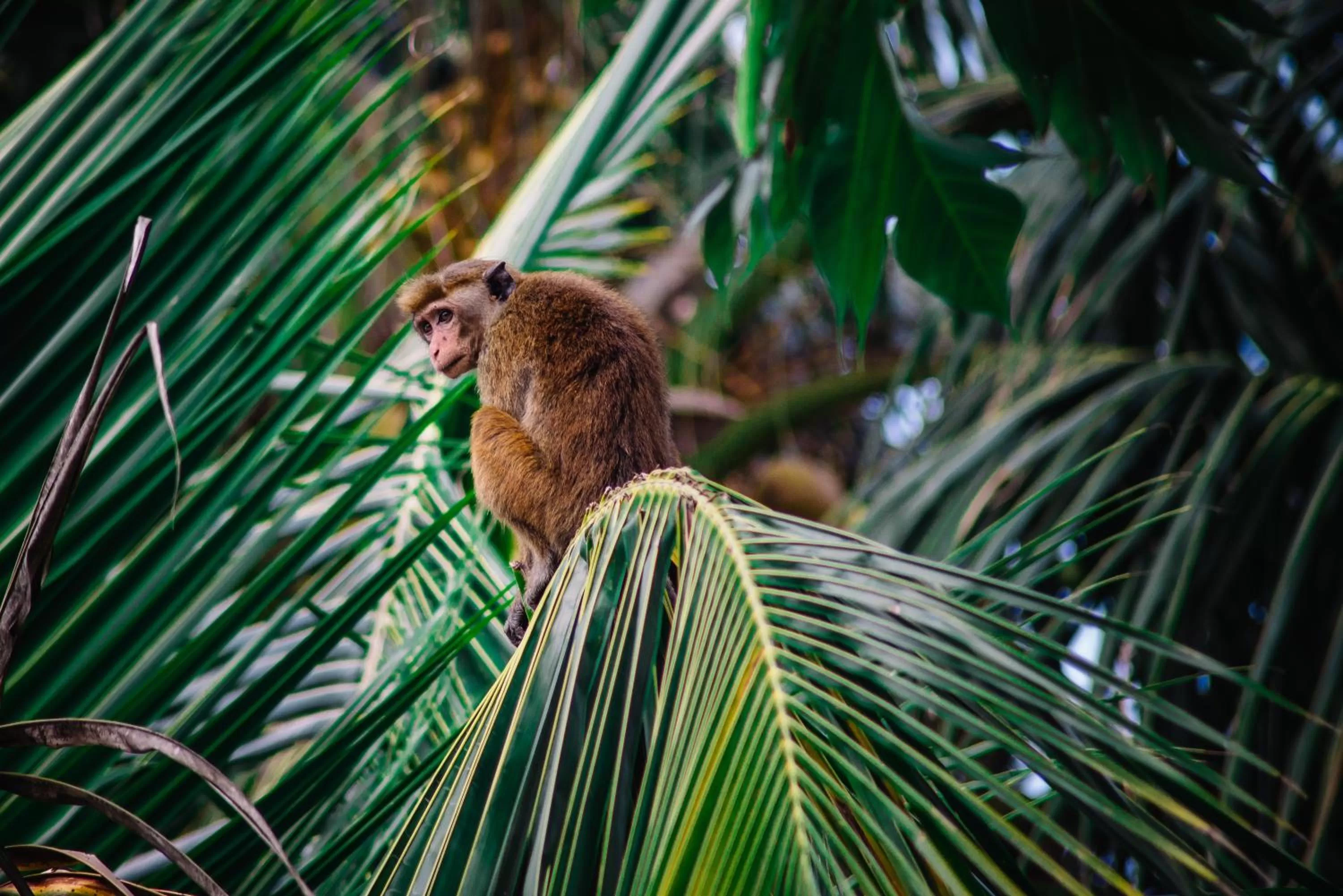 Balcony/Terrace, Other Animals in Kadolana Guest House
