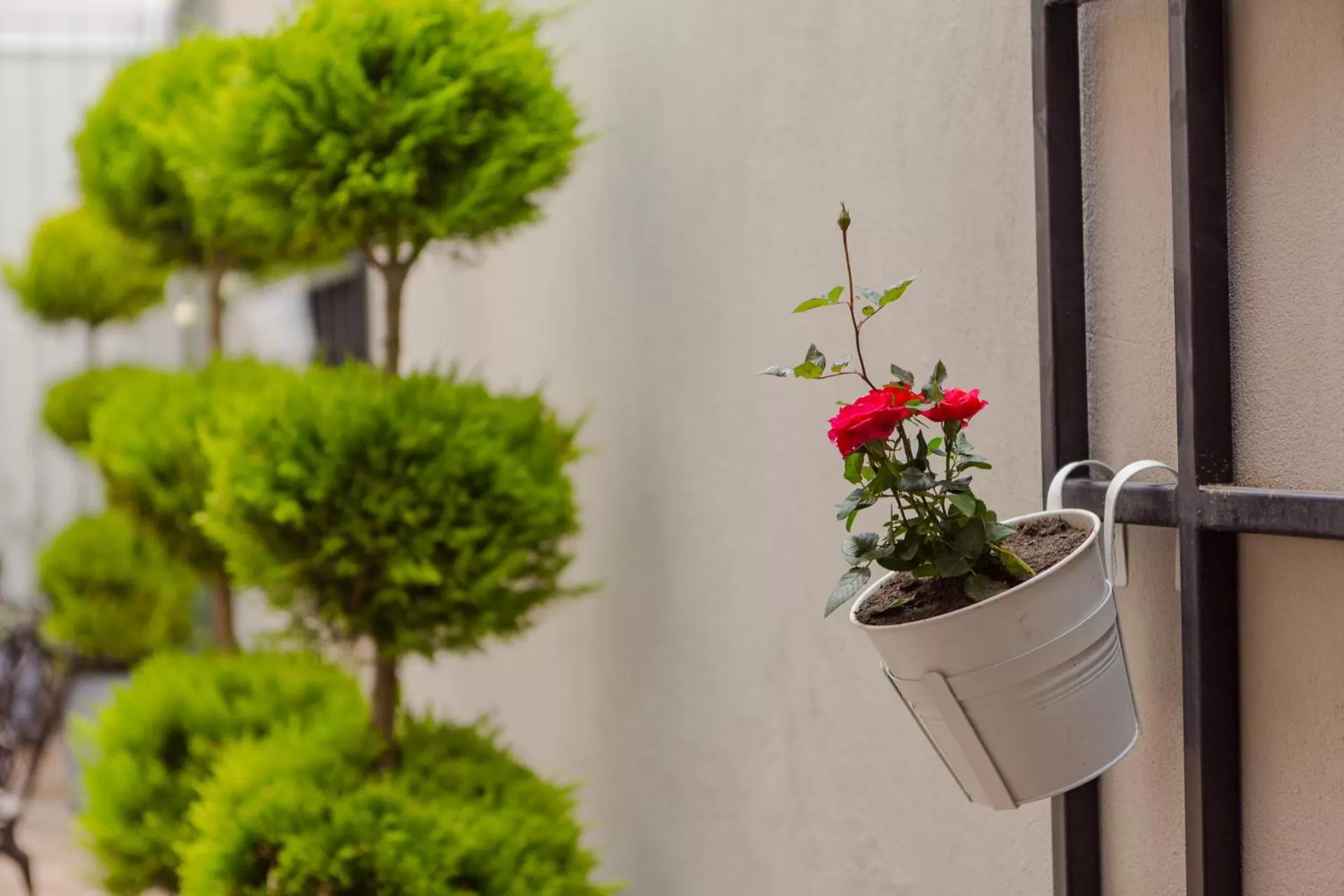 Garden in HOTEL BLOOM
