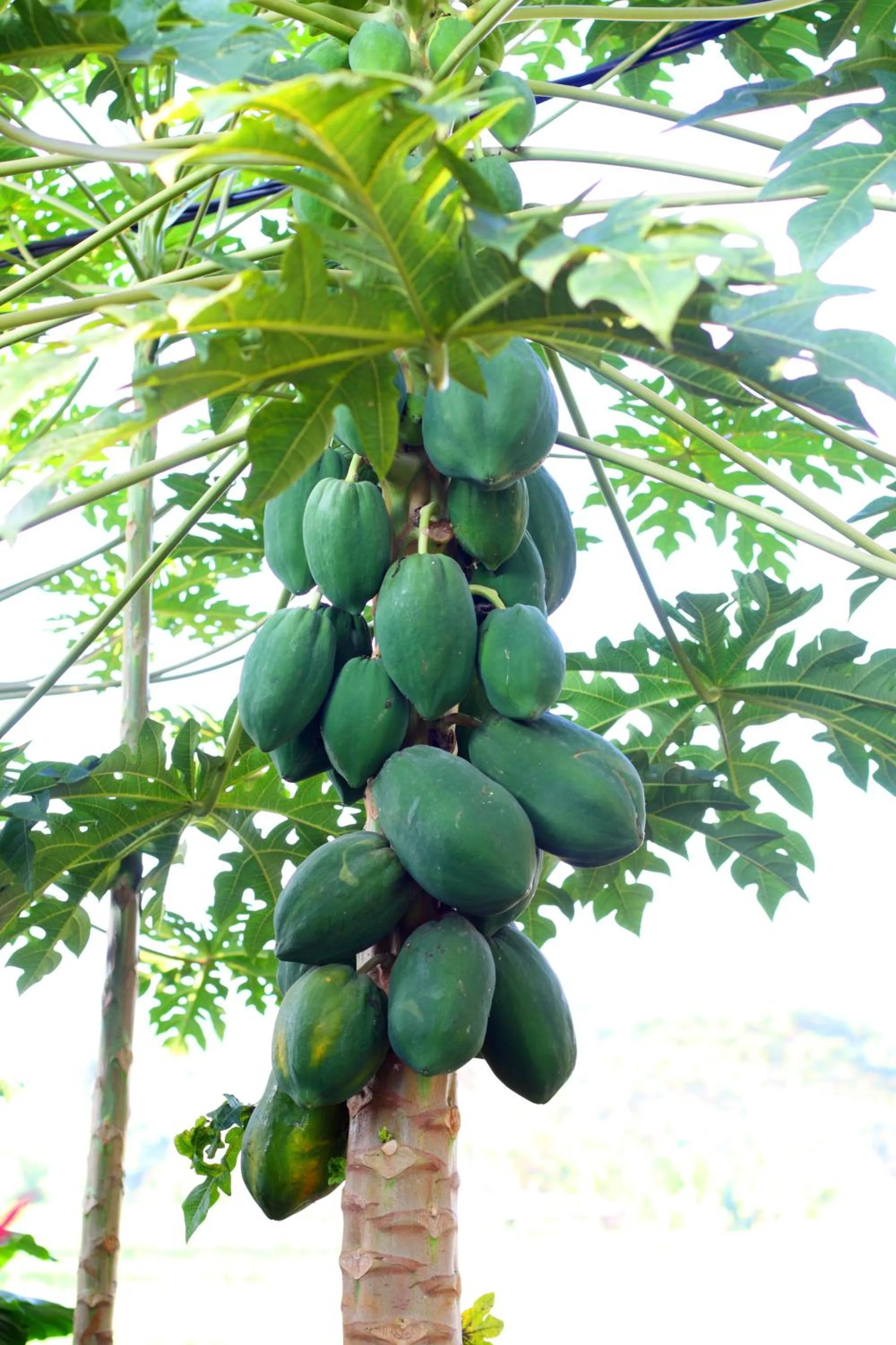 Day in BeingSattvaa Luxury Ubud