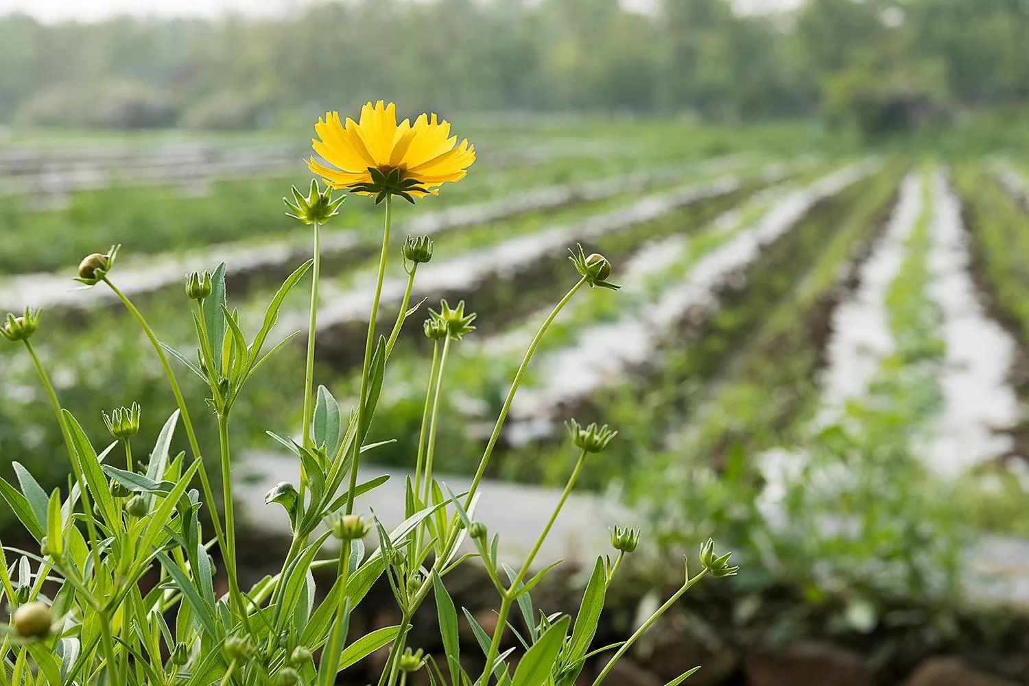Summer in Fairmont Yangcheng Lake