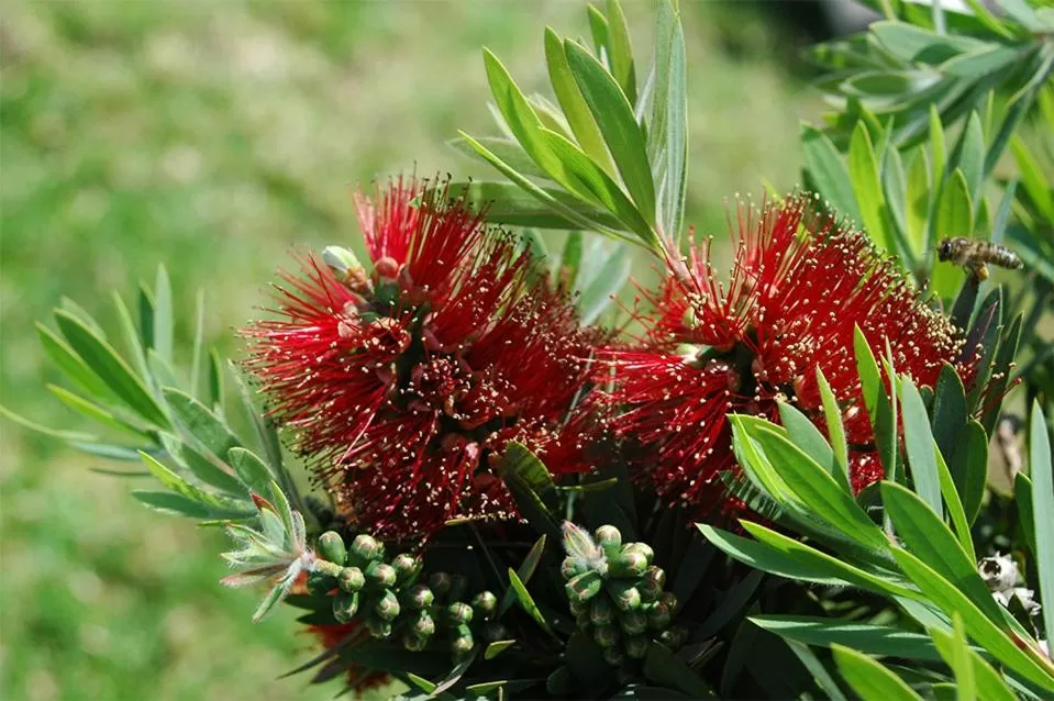 Garden, Other Animals in Gästehaus Pinkepank